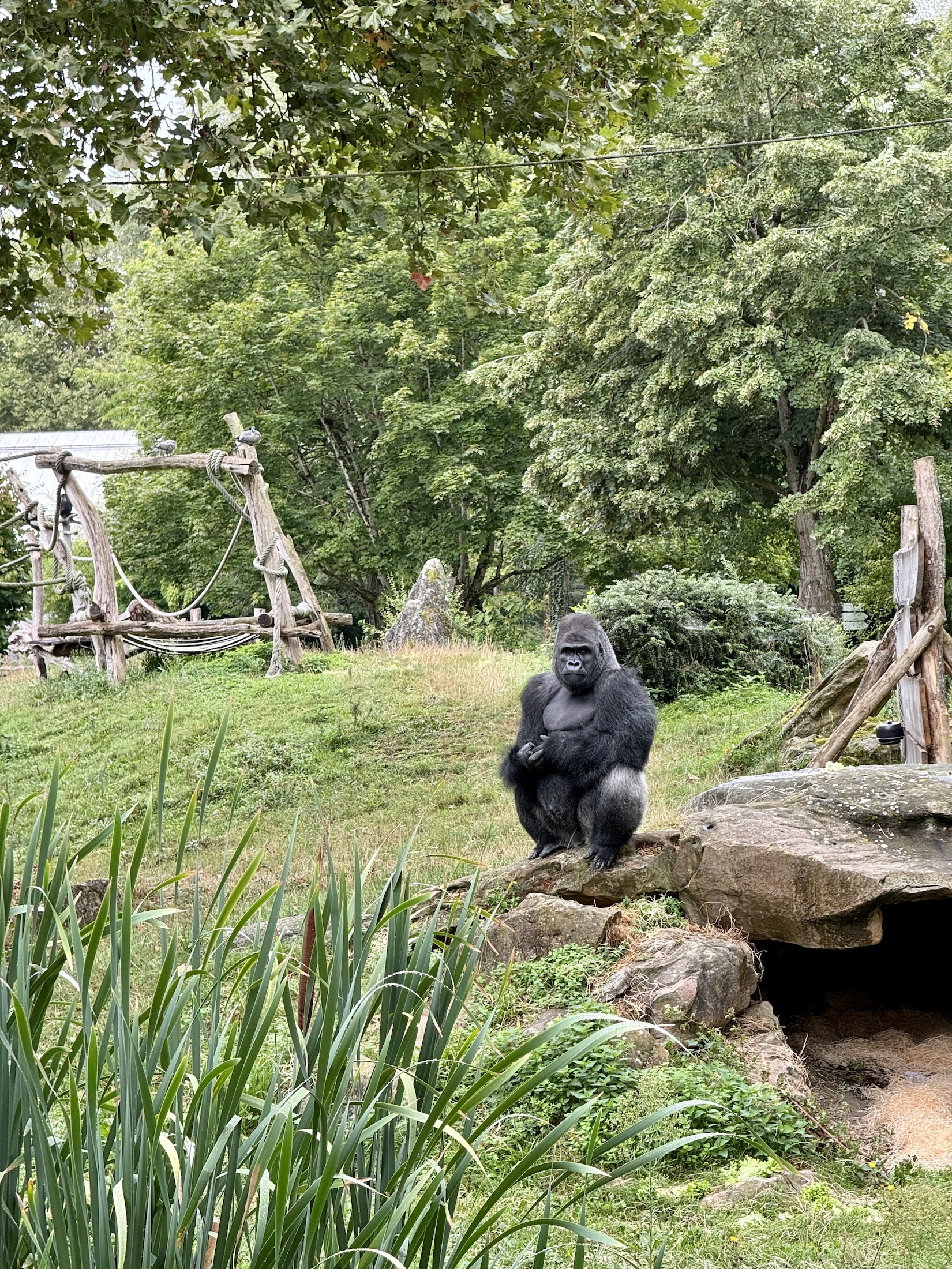 Gorilla's spotten in Frankrijk