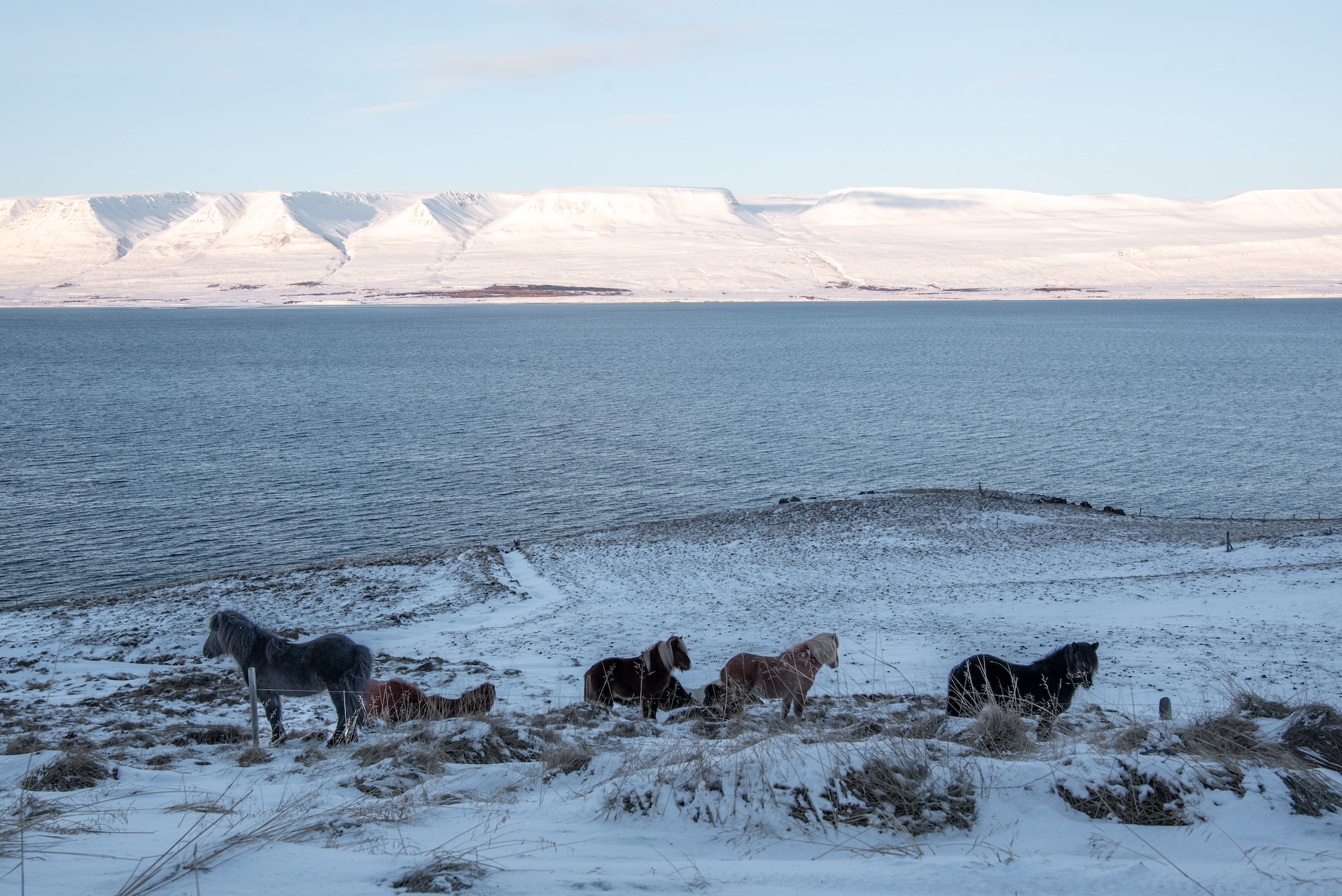 Wilde paarden aan de rand van de fjord