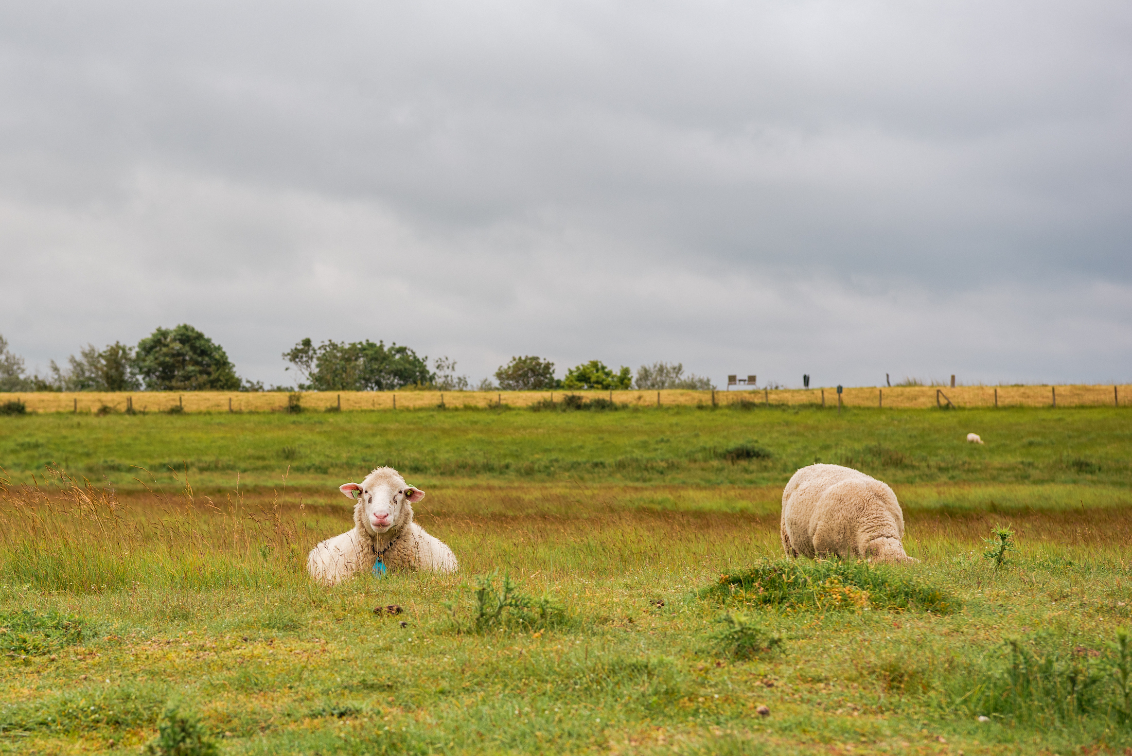 Zeeuws 'wildlife' in de Verdronken Zwarte Polder