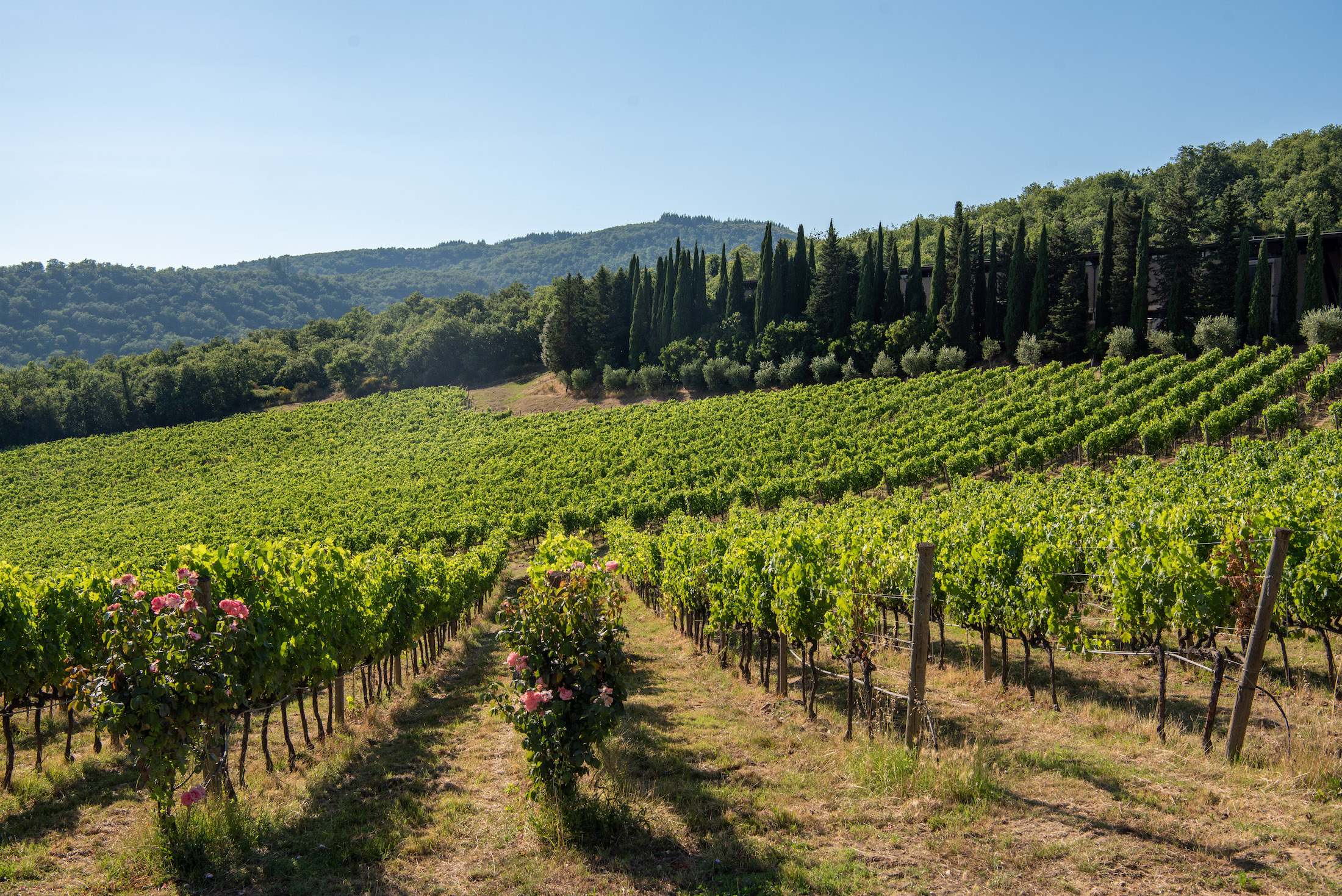 Wijn proeven bij Albola in de Chianti streek met dit fantastische uitzicht