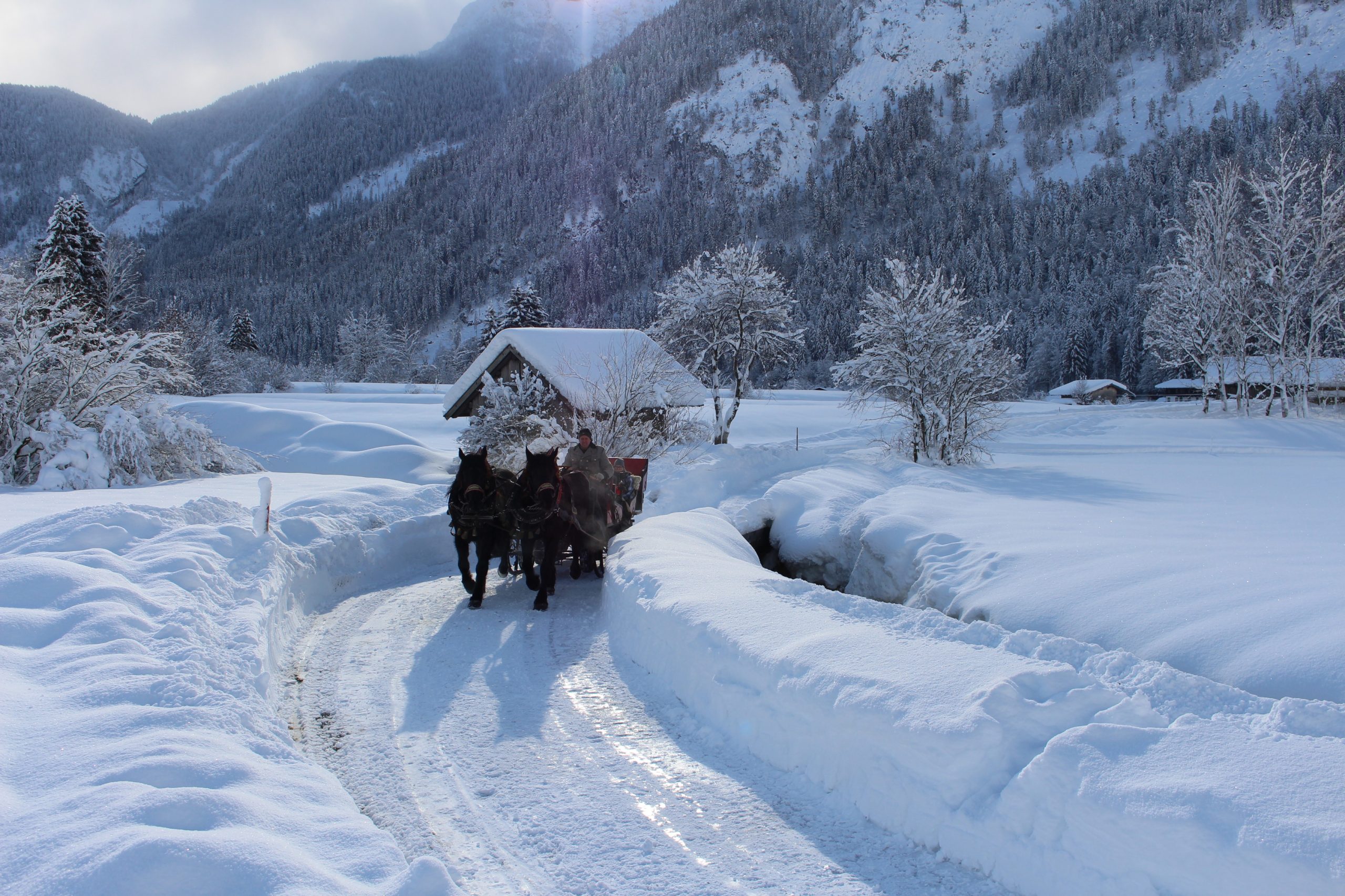 Tof voor het hele gezin: een tocht met de paardenslee door de sneeuw
