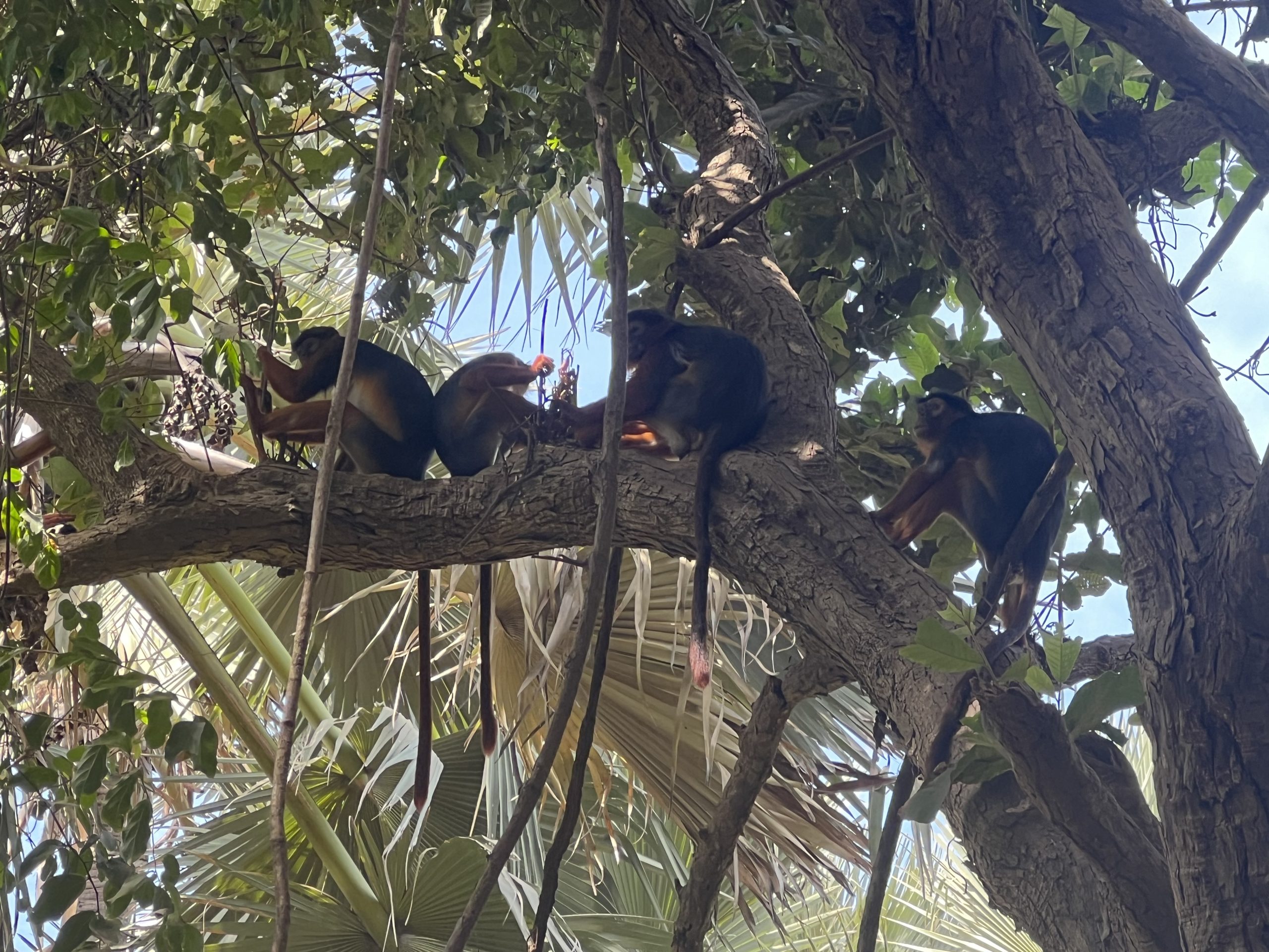 De prachtige natuur en wildlife van Gambia