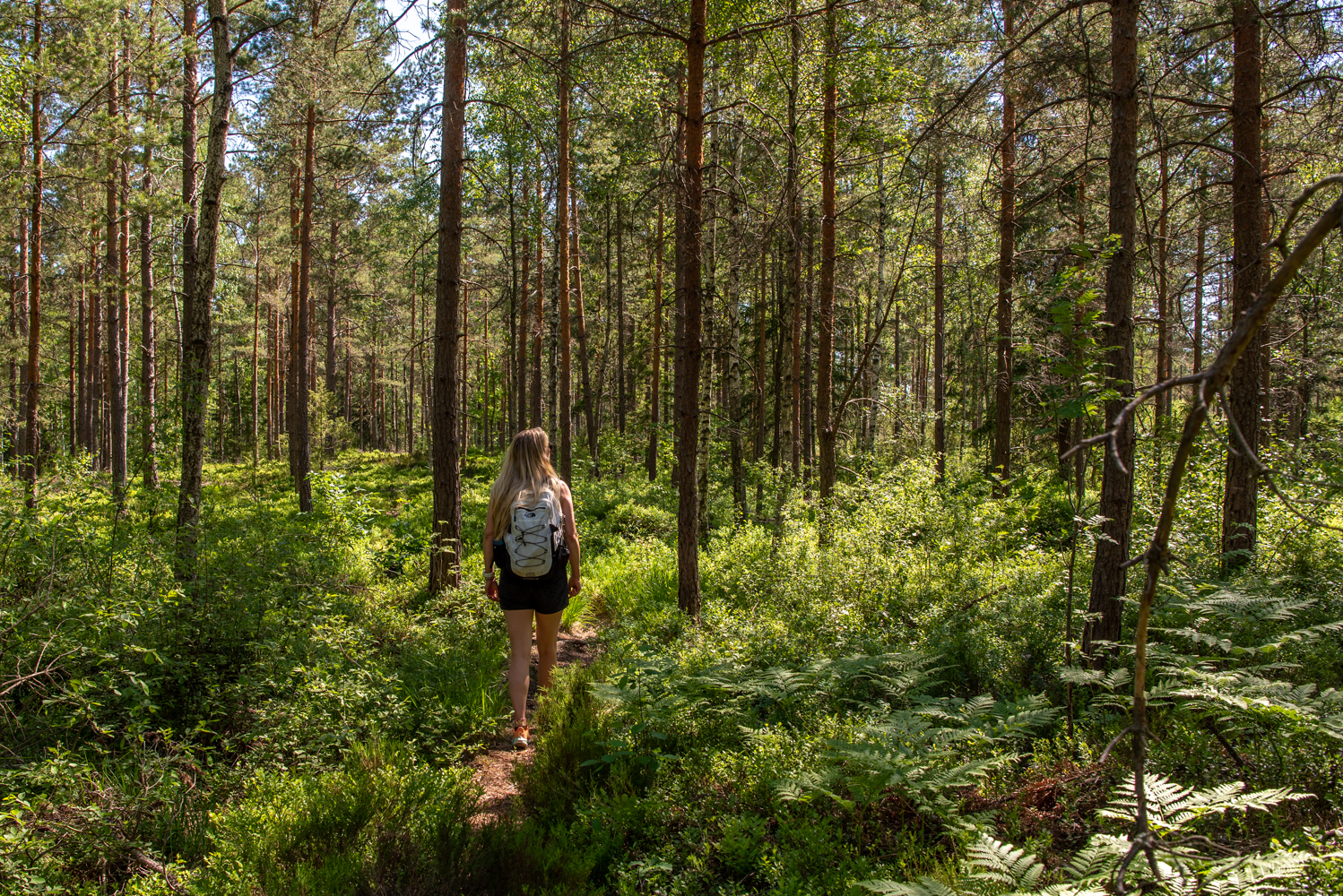 Zweden heeft eindeloze bossen voor mooie wandelingen