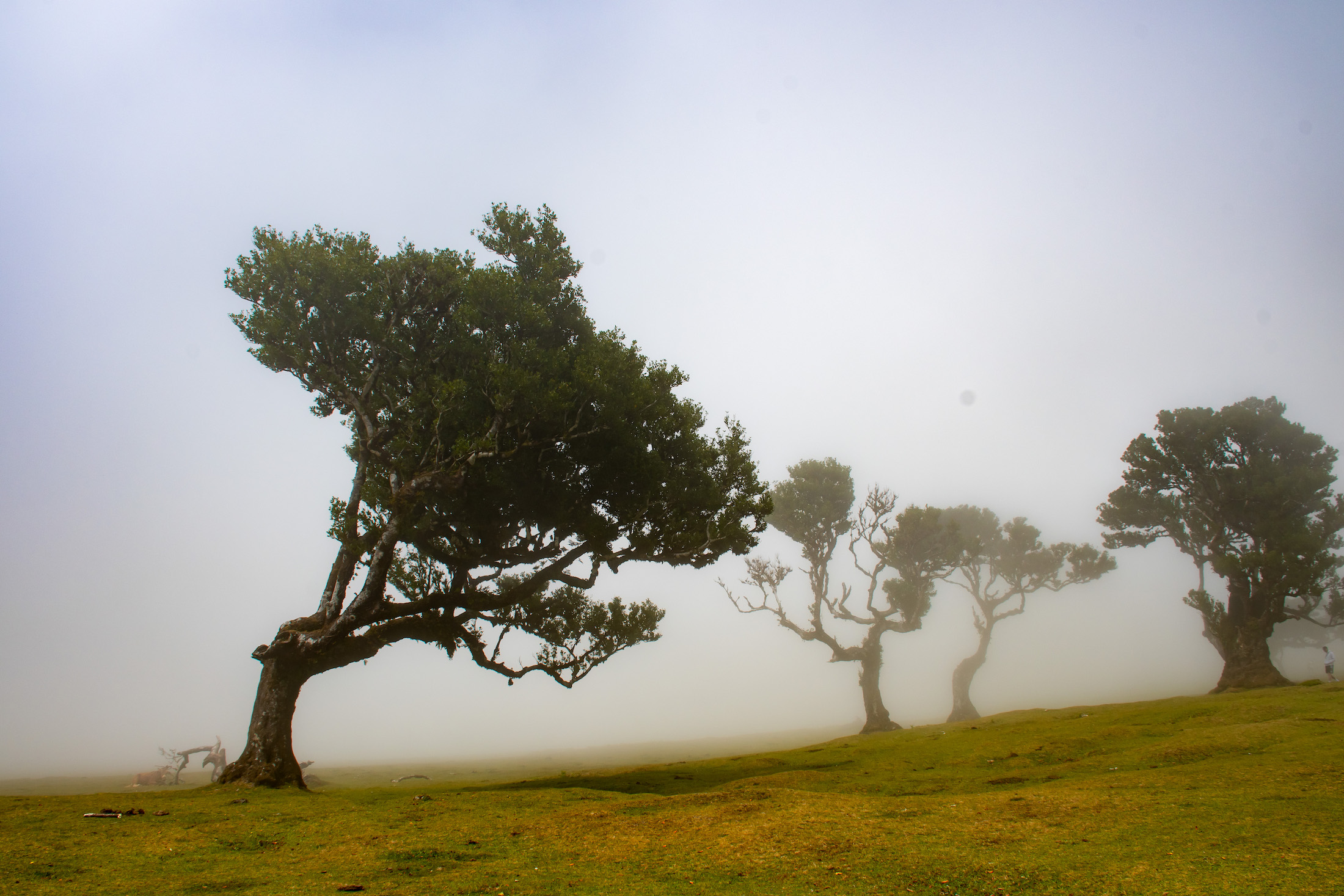 En dan tref je het bos op zijn best aan, gehuld in mist