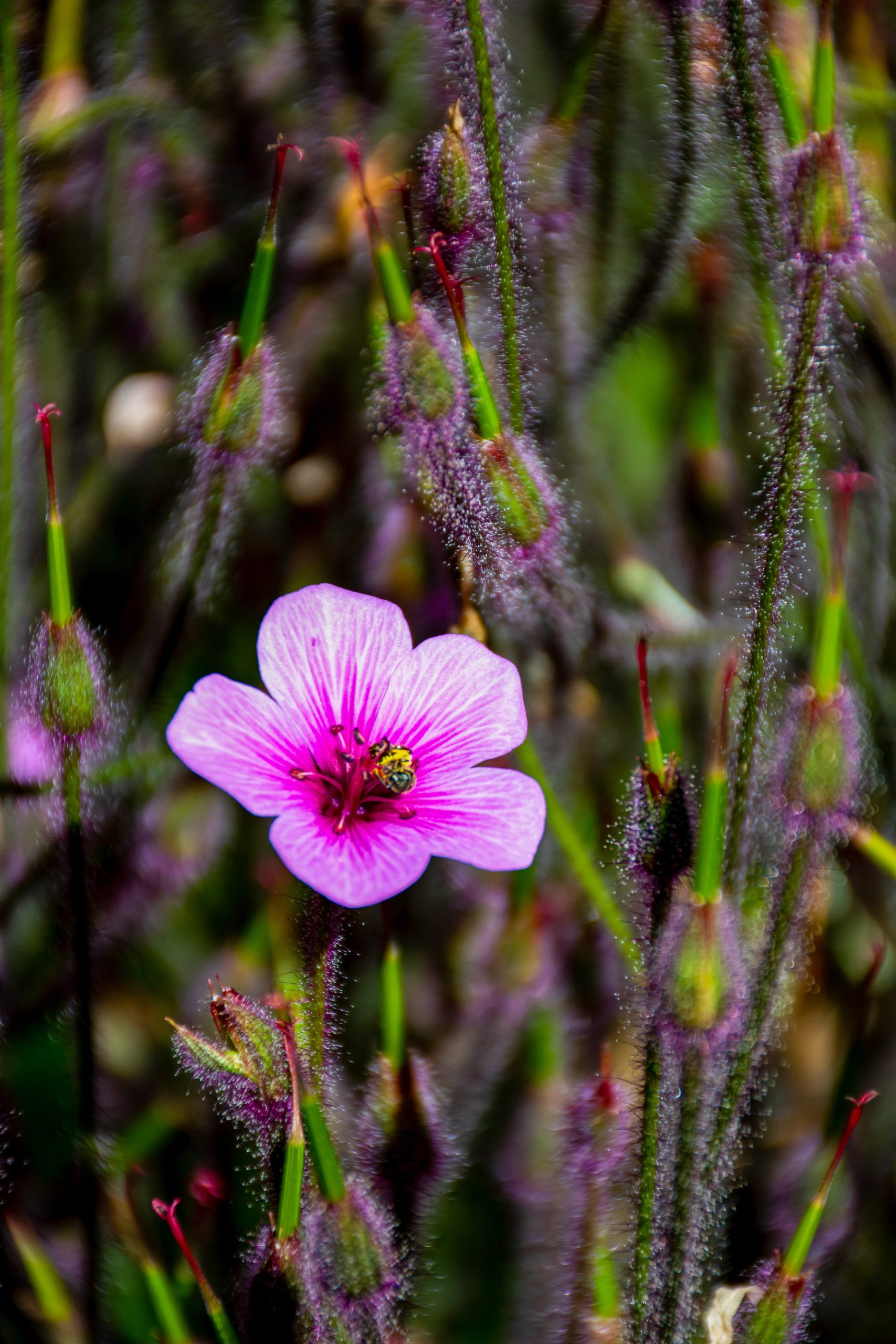 Madeira is het eiland van de bloemen!