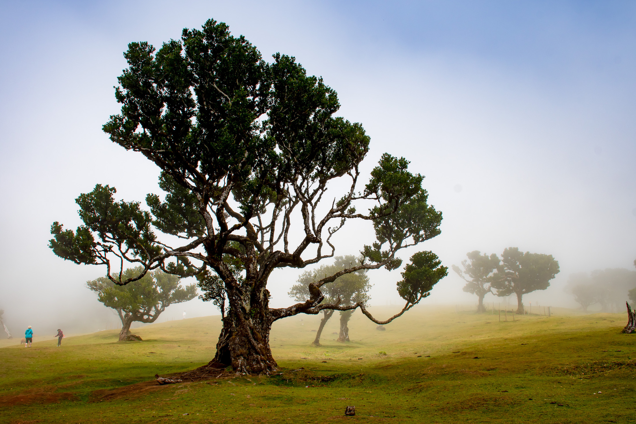 We vinden het bos in dichte mist, maar de bewoners van het bos lijken zich er niets van aan te trekken