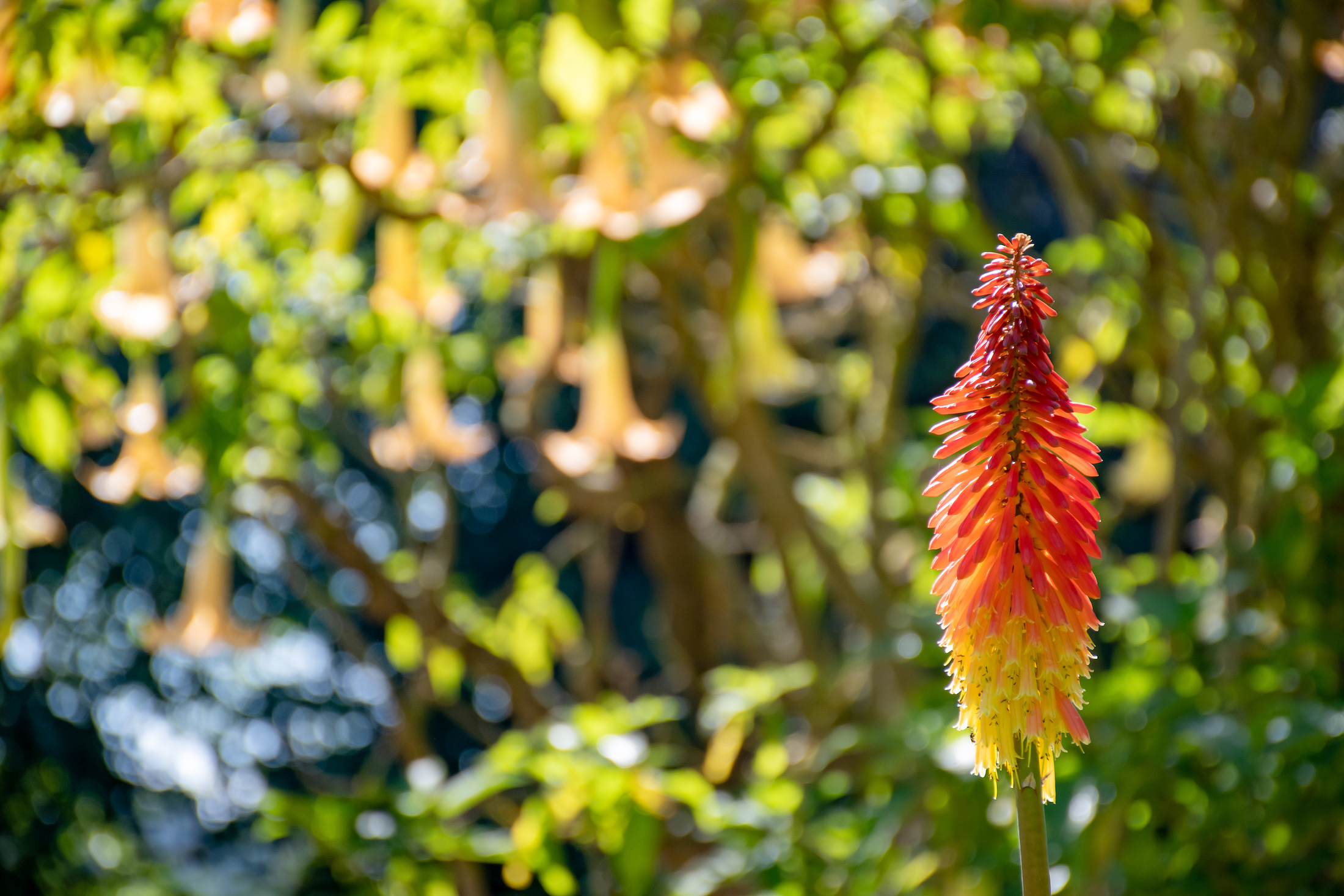 Ronddwalen en genieten van de meest prachtige bloemen en planten in bloei