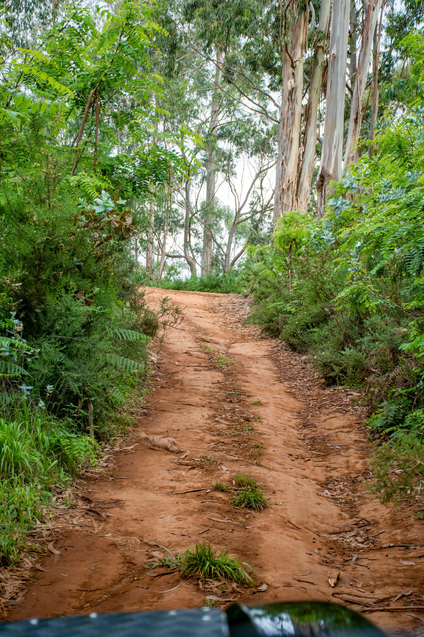 Dwars door de bossen van Madeira