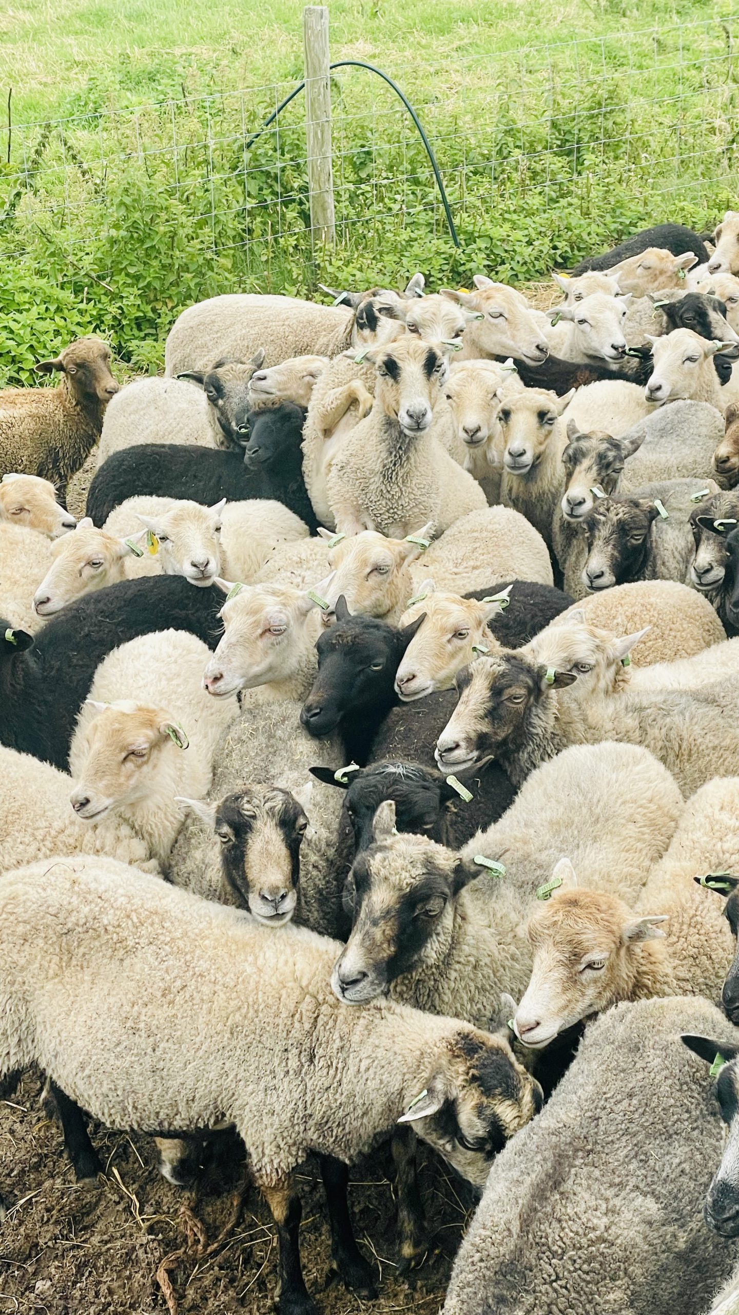 Je komt ze overal op Texel tegen: schapen!