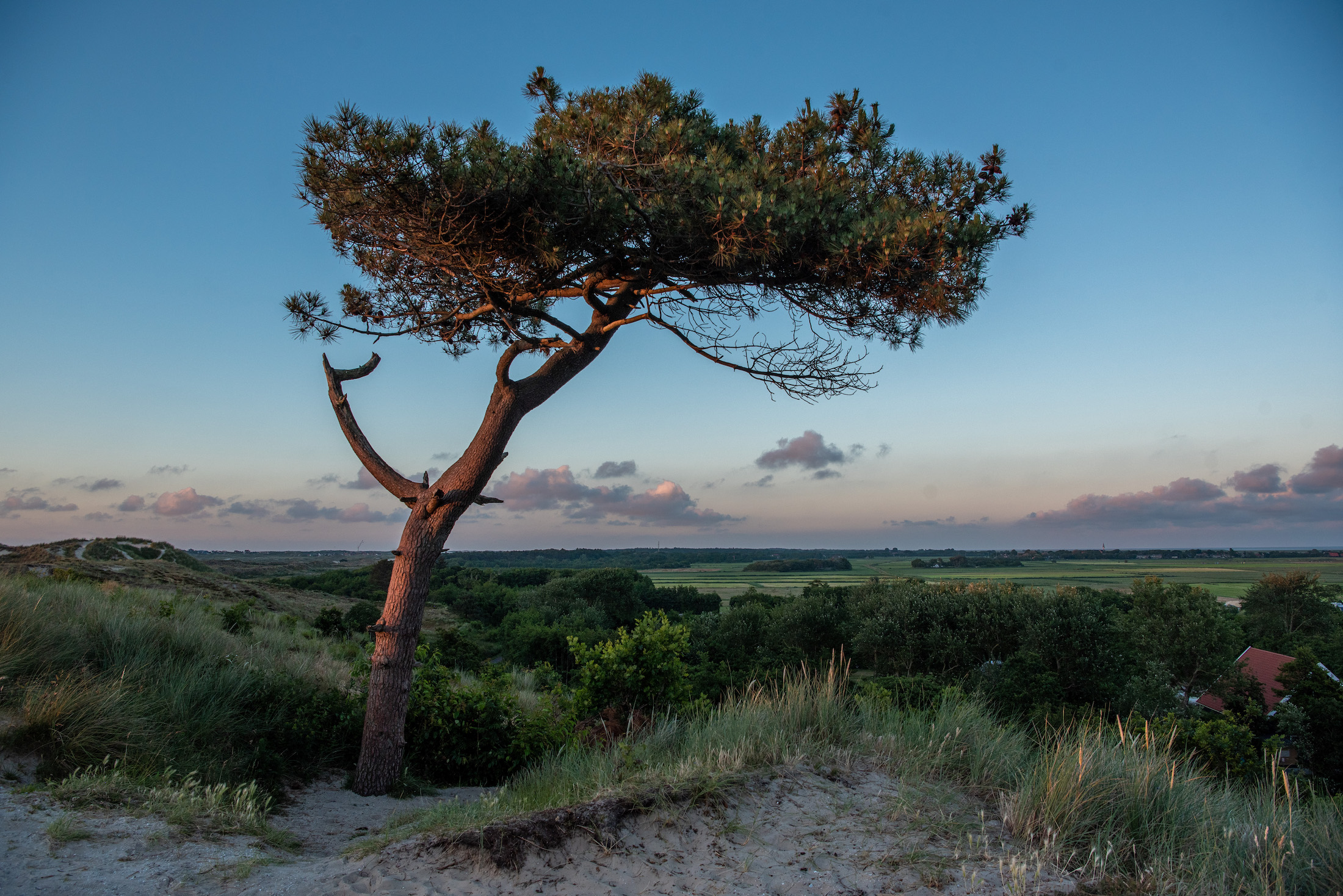 De beroemdste boom van het eiland