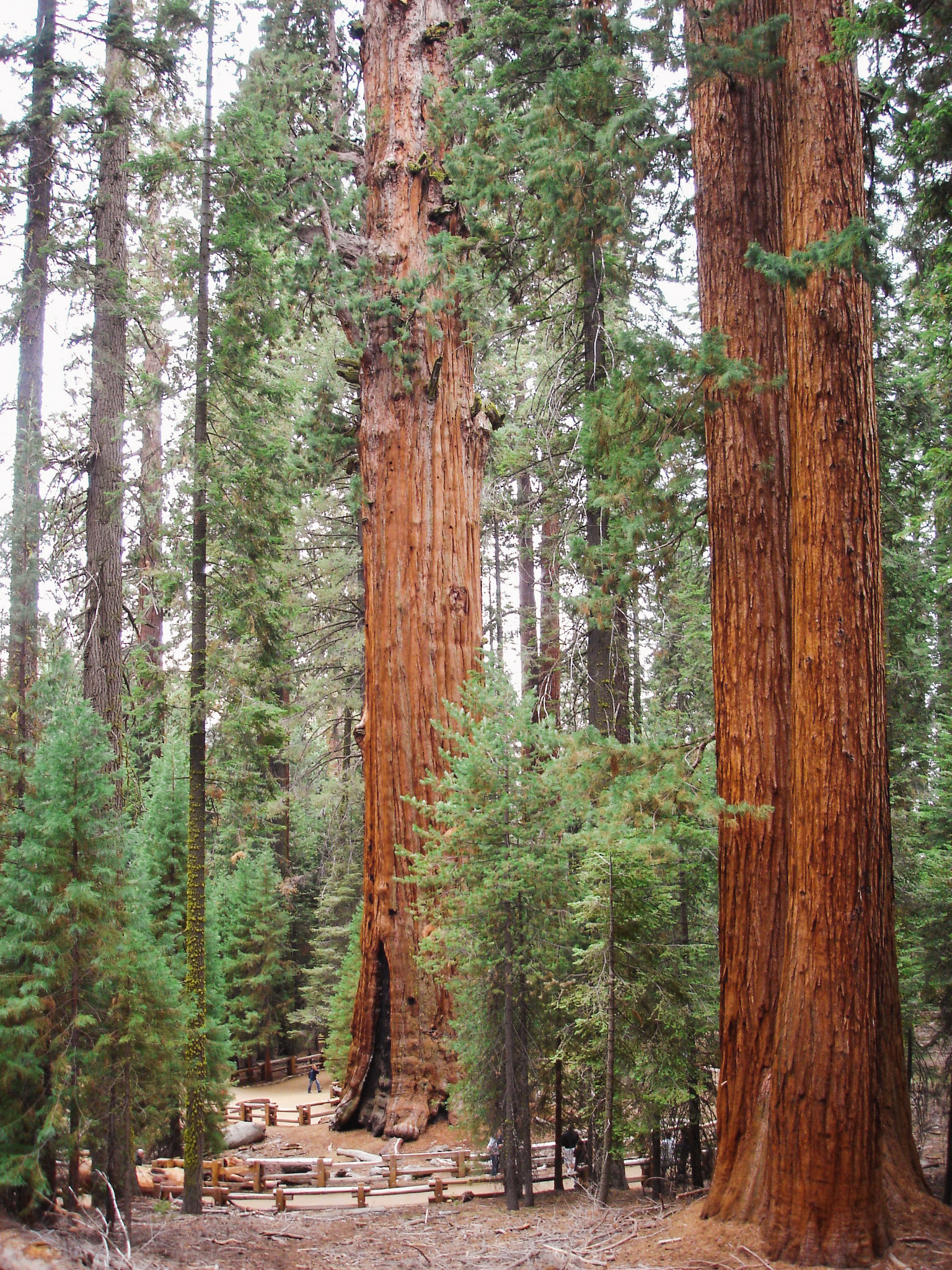 Gigantische sequoia's in Kings Canyon