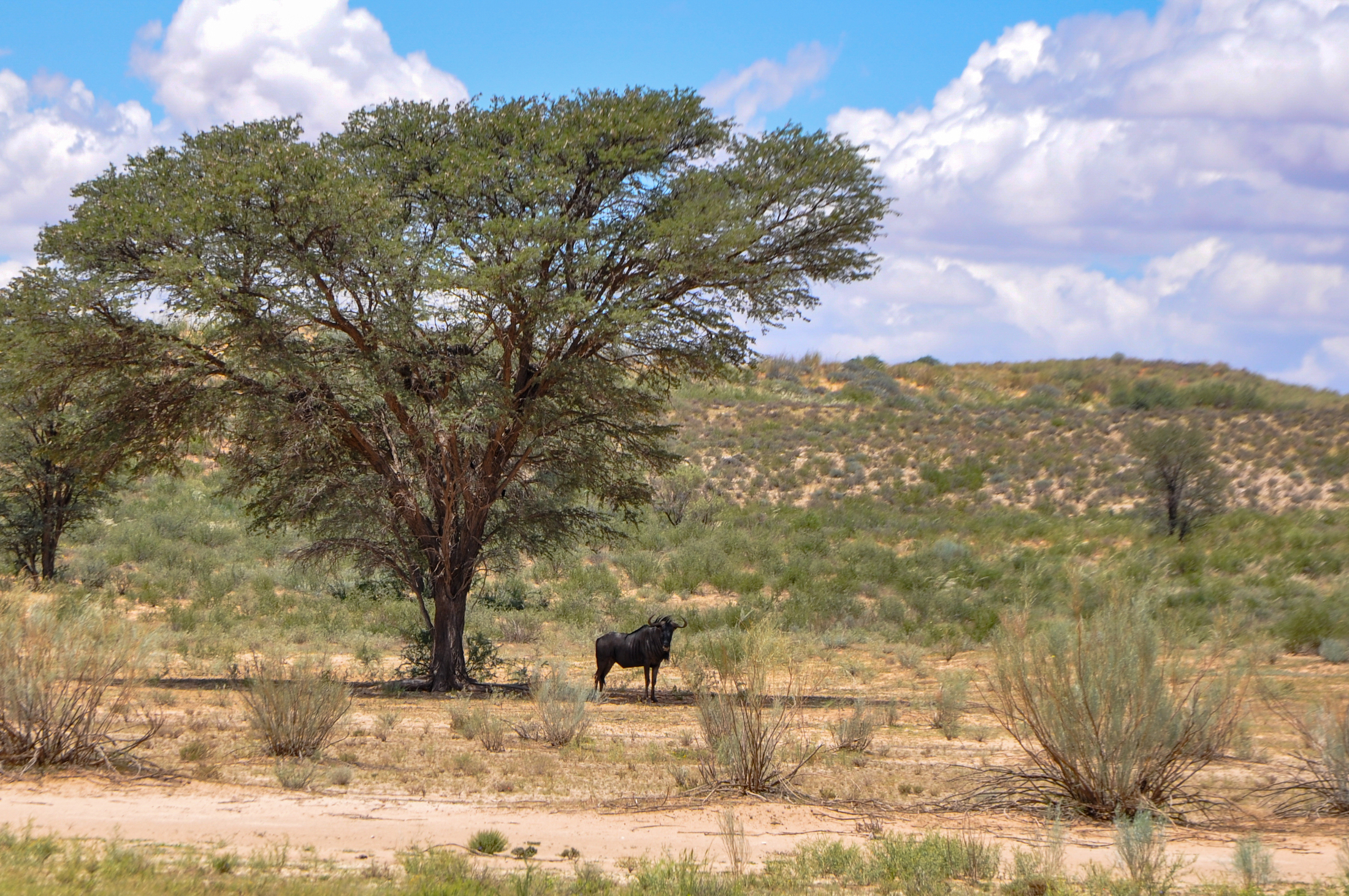 Wildlife spotten in Kgalagadi Transfrontier Park