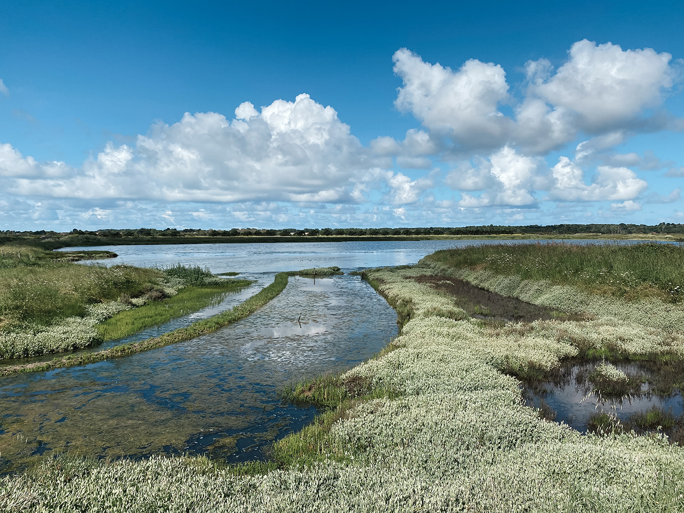 Het (zout)moerasgebied van L’Île d’Olonne.