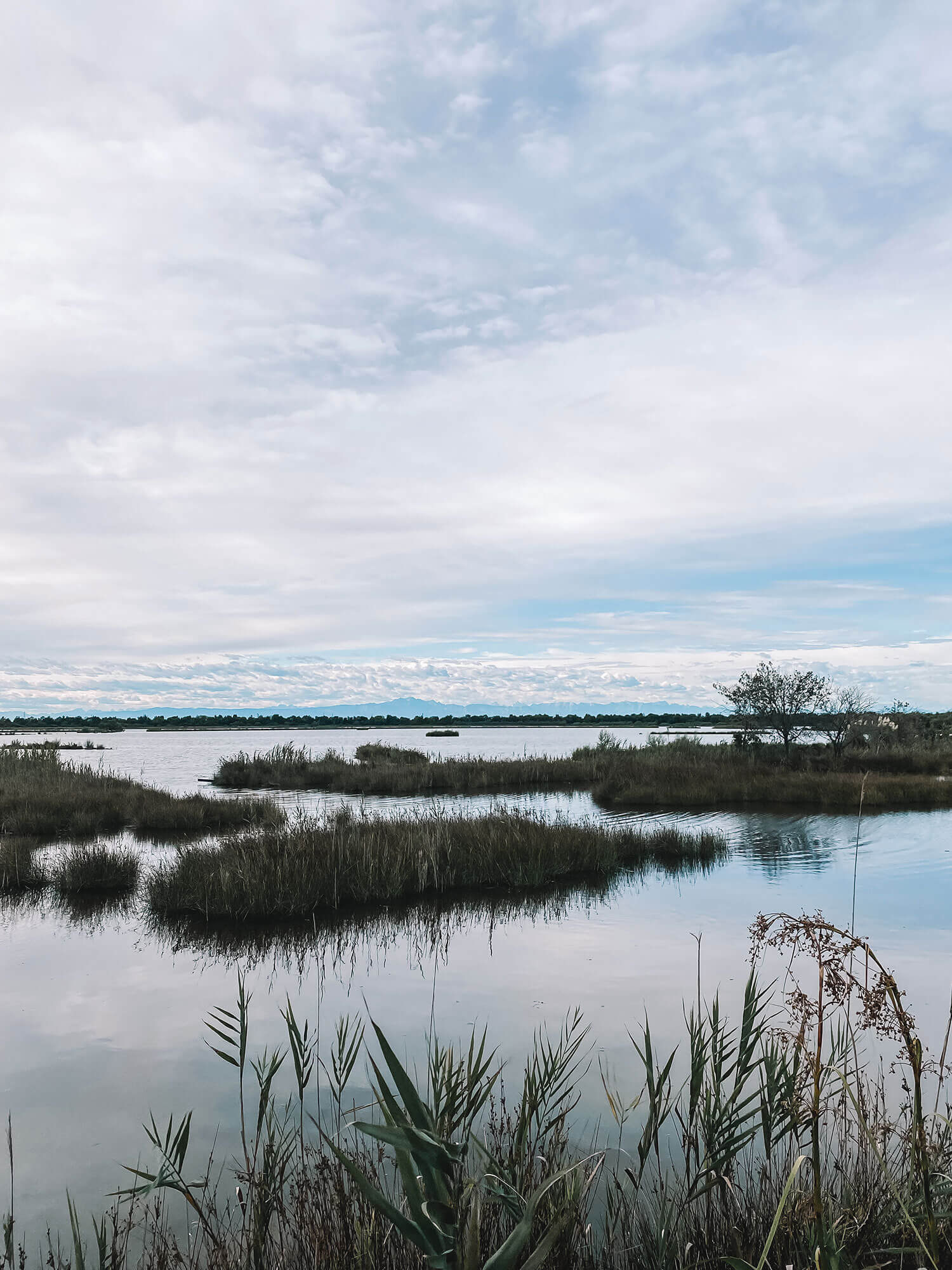 Het natuurpark heeft wat weg van natuurgebieden in Friesland en de Oostvaardersplassen.