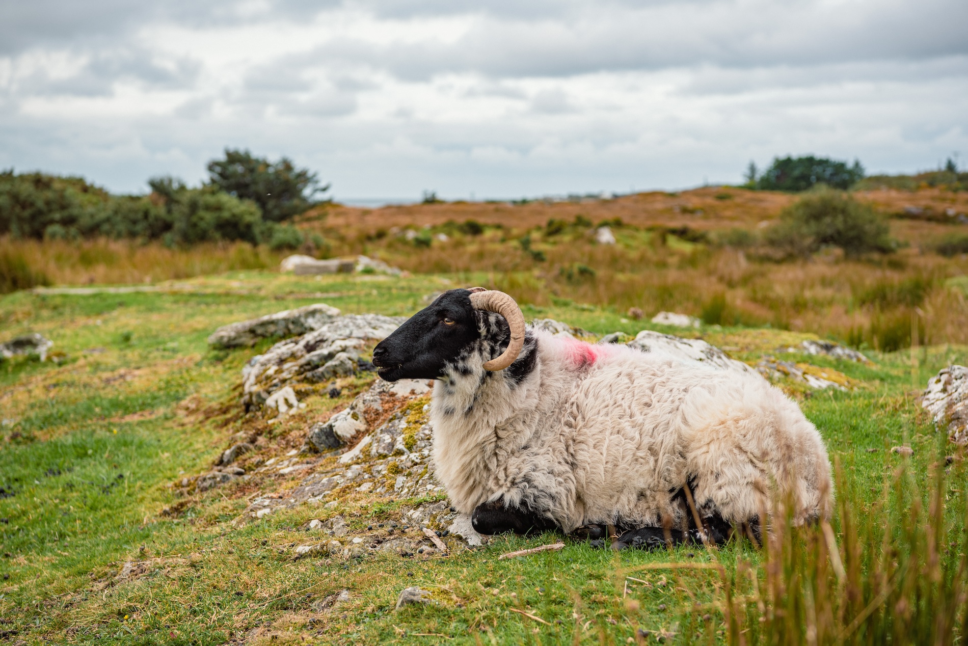 Waar je meer schapen dan mensen tegenkomt