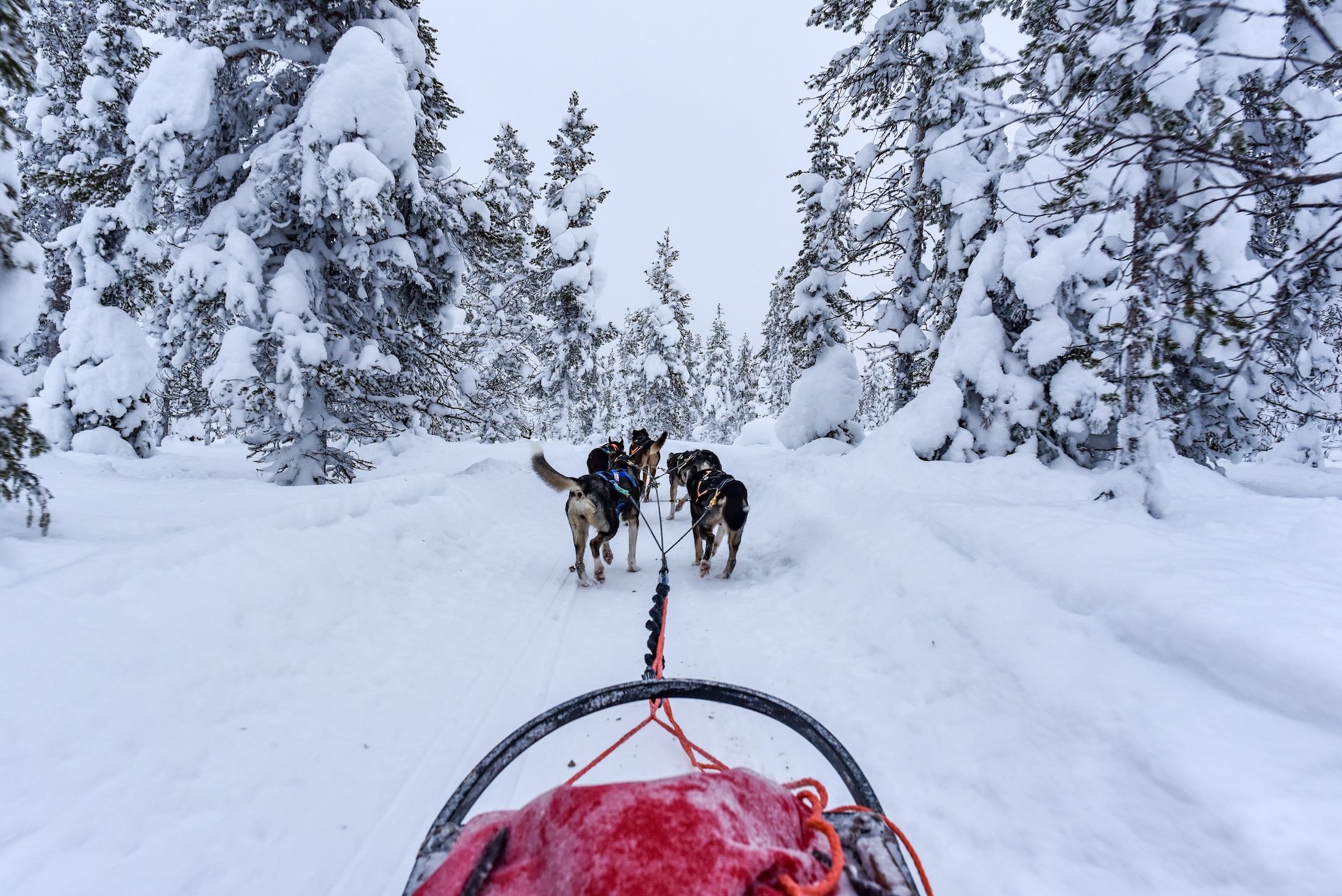 In één week doe je alle spectaculaire activiteiten, zoals een huskytocht