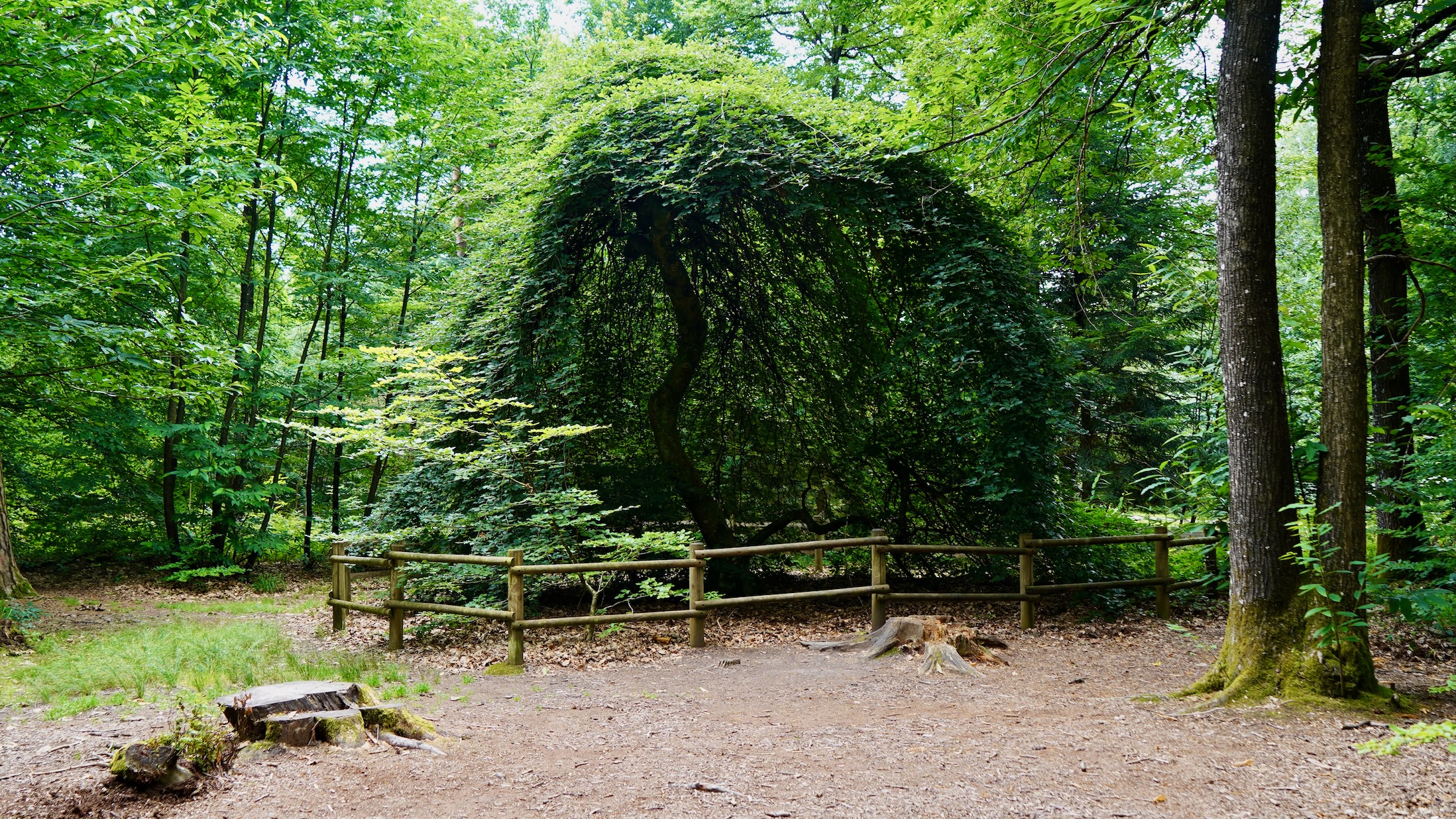 Best leuk die bijzondere bomen maar met blad minder opvallend