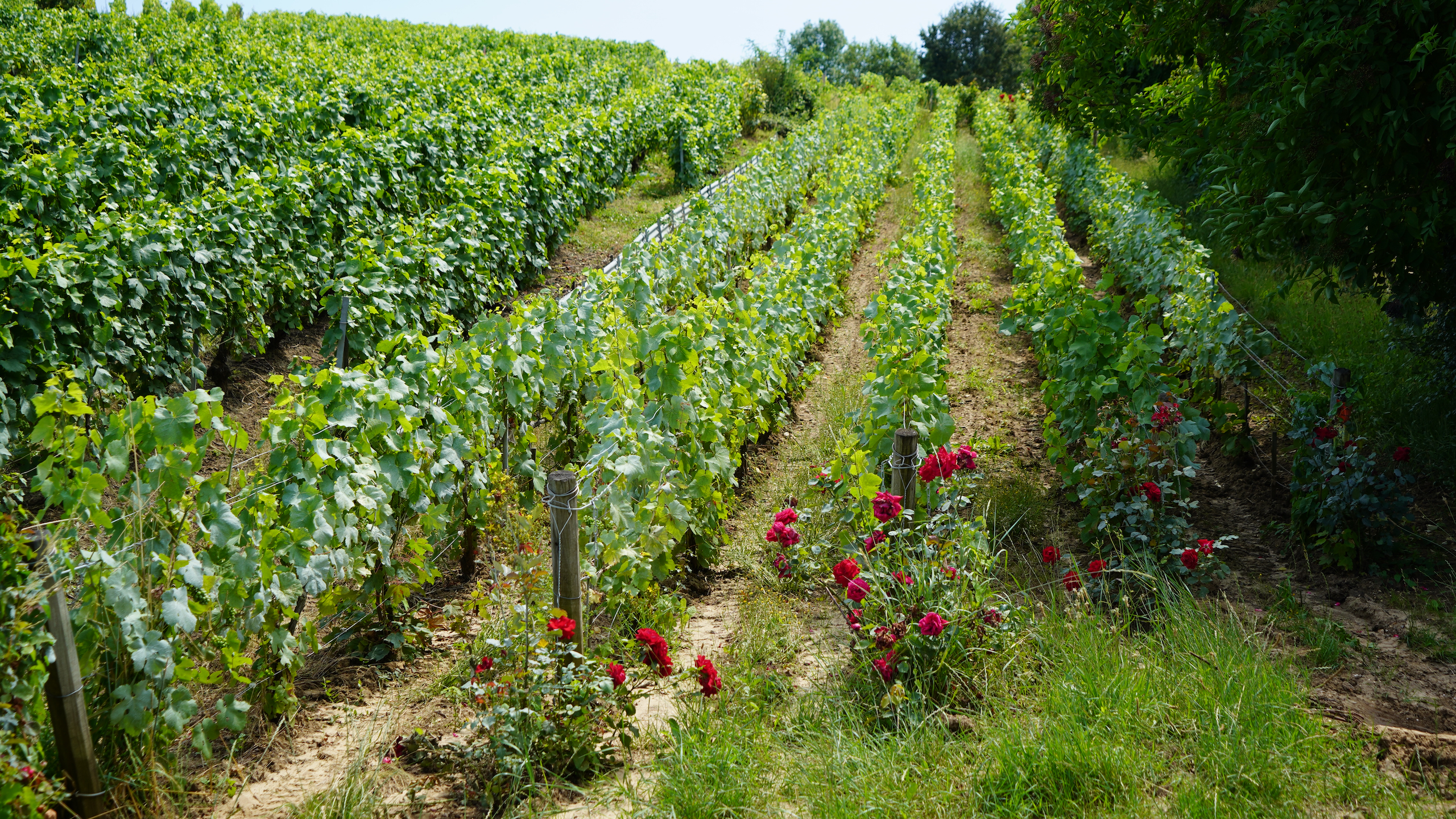 De beste reistijd voor de Champagnestreek is van mei tot oktober