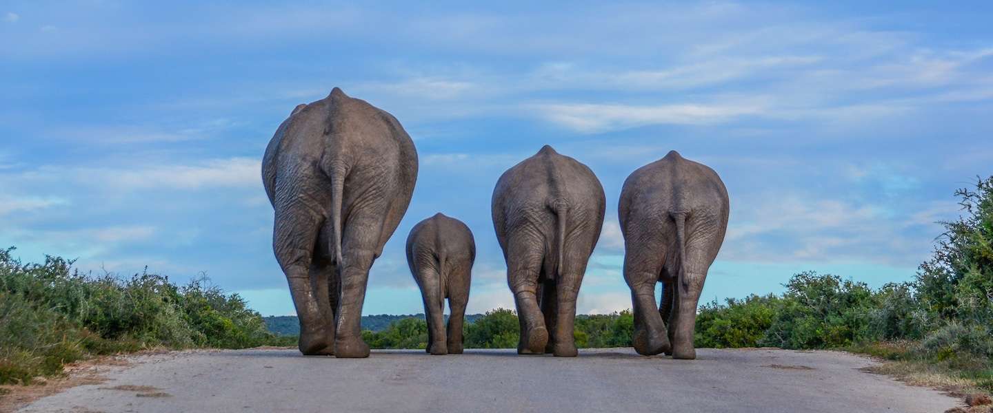 addo-elephant-national-park.jpg