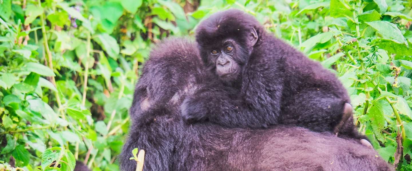 berggorilla-rwanda.jpg