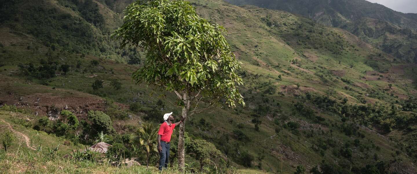 boom-planten-treedom.jpg