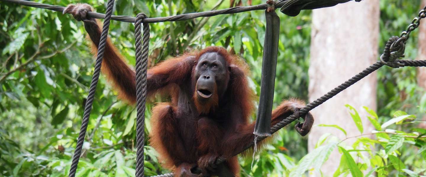 borneo-sabah-foto-s.jpg