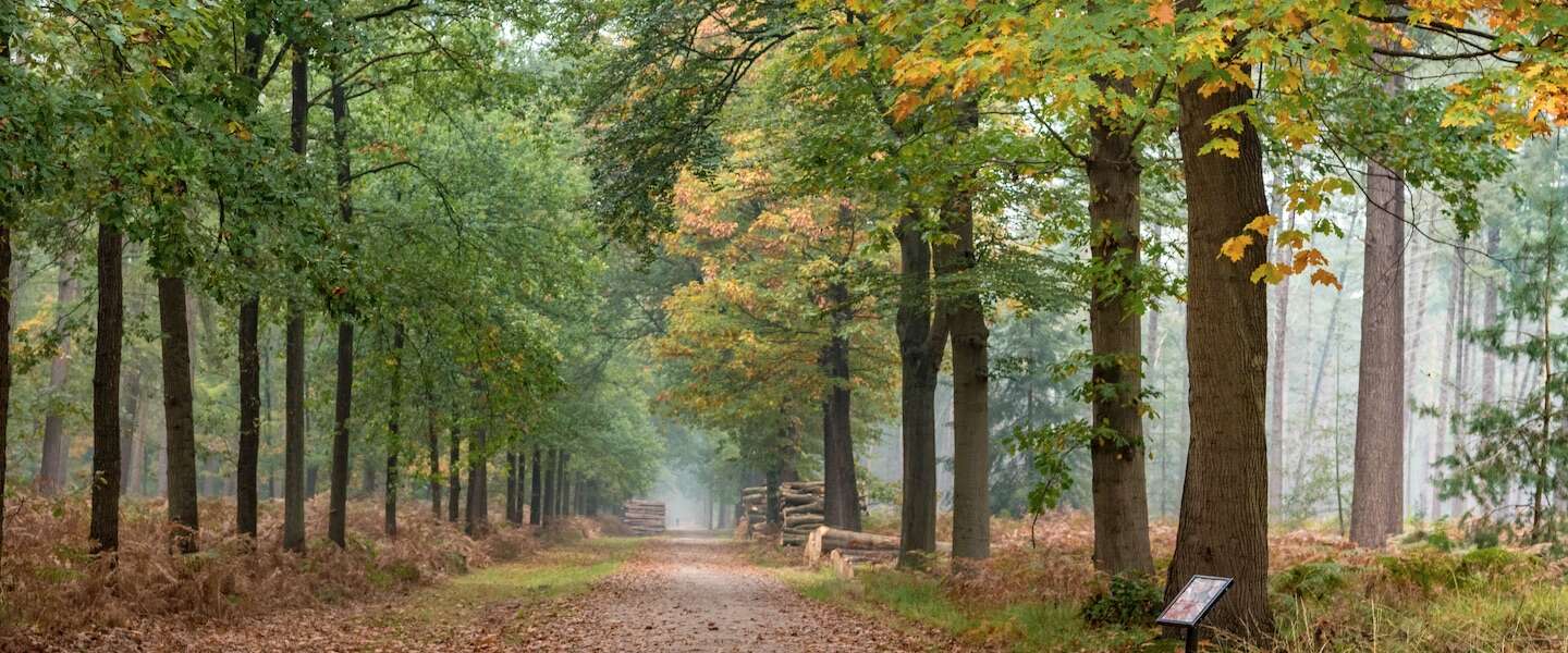 boswachterspad-mastbos-breda.jpg