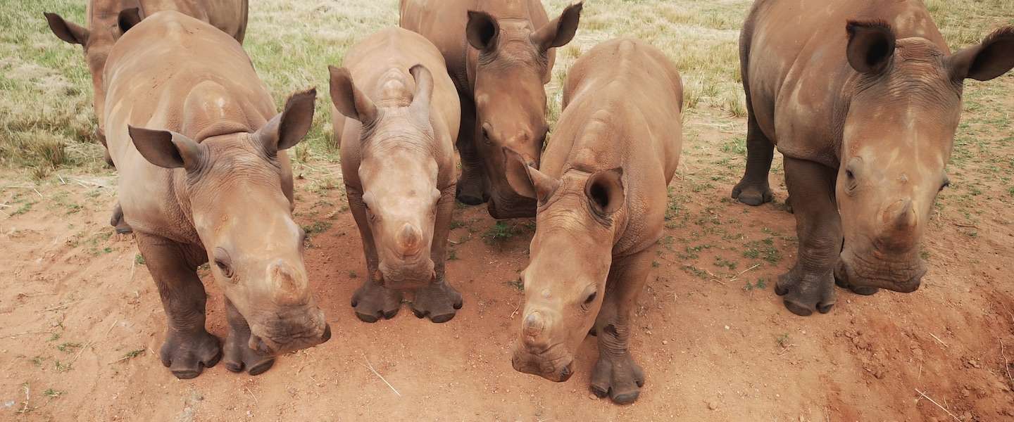 care-for-wild-neushoorns.jpg