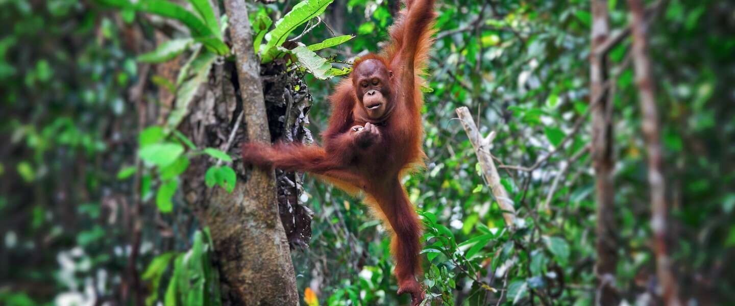 docu-a-life-on-our-planet.jpg