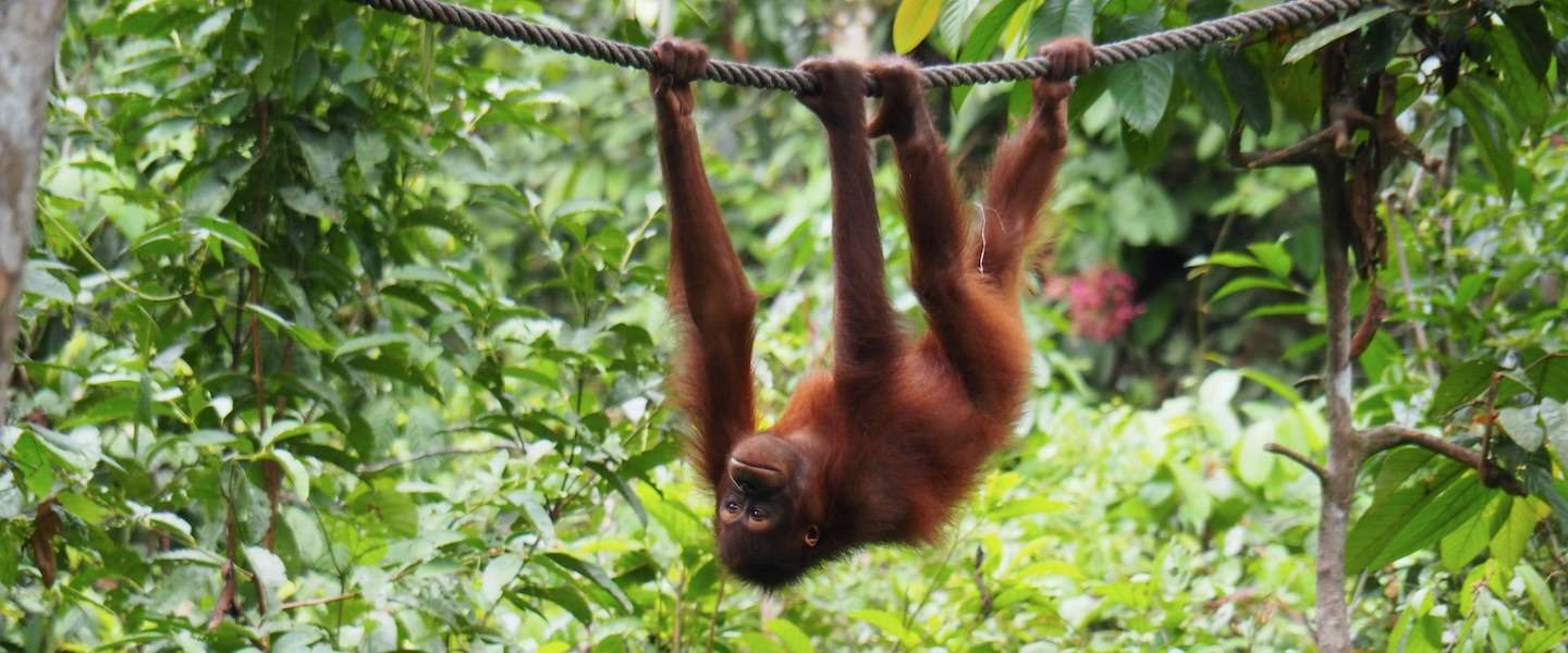doen-op-borneo-1.jpg