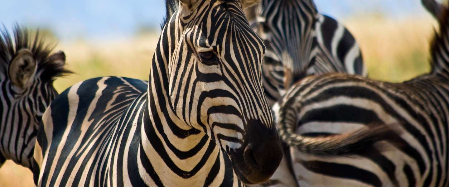 fotograferen-wildlife-tips.jpg