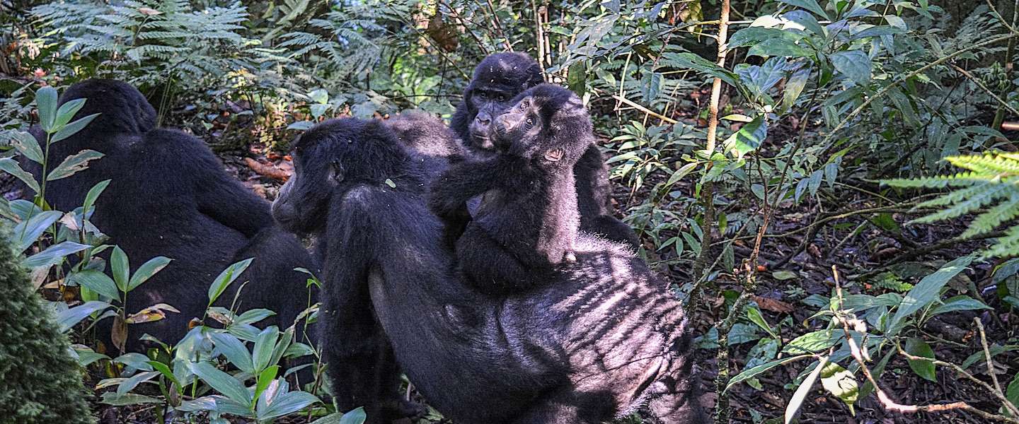 gorilla-safari-oeganda.jpg