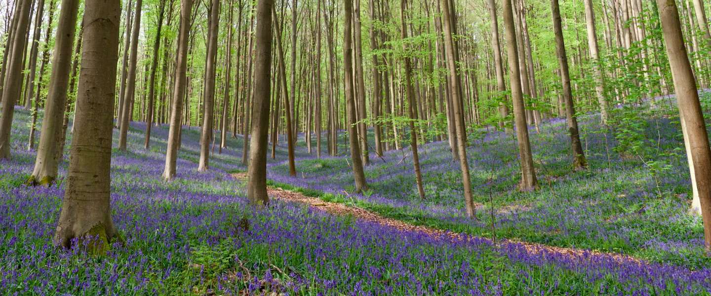 hallerbos-belgie.jpg