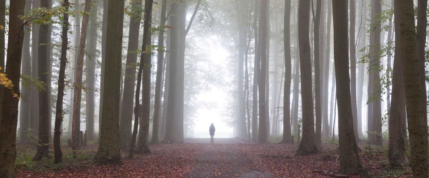 hallerbos-herfst.jpg