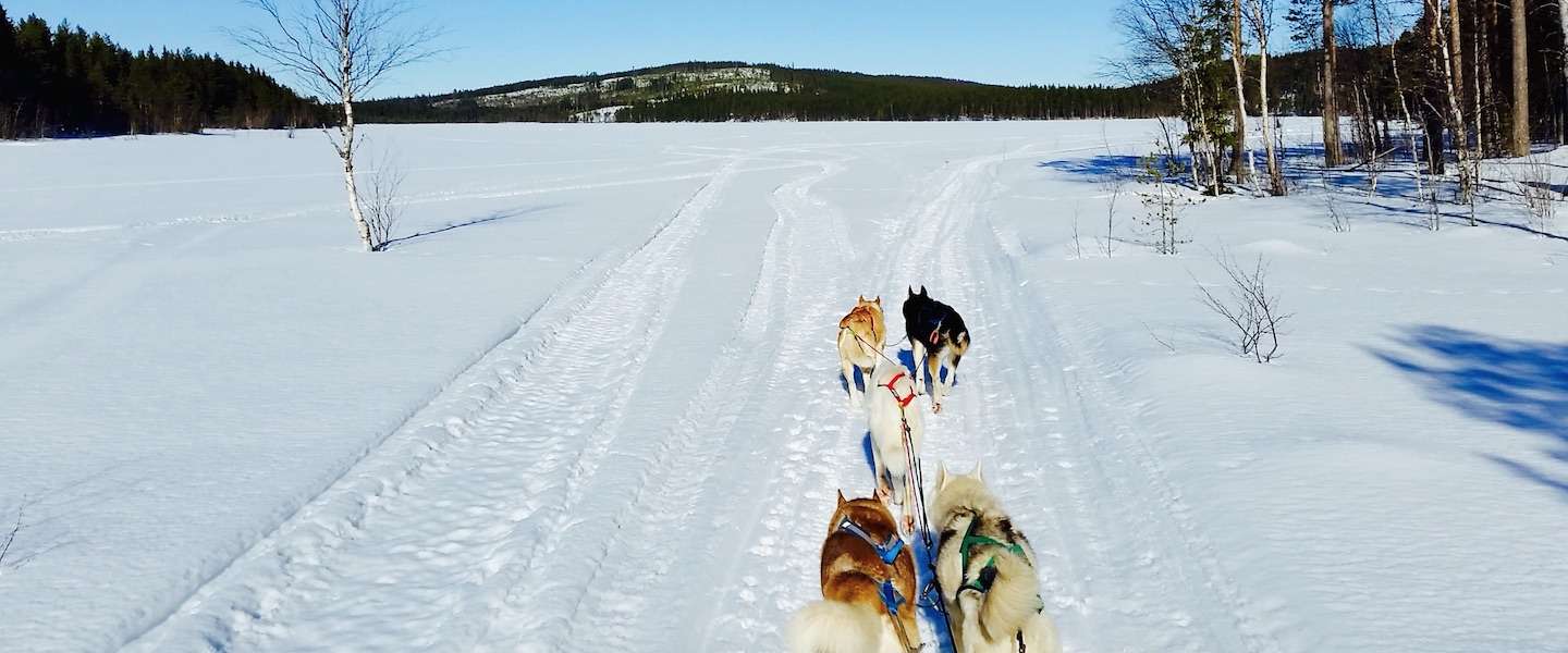 hondensleee-n-in-lapland.jpg