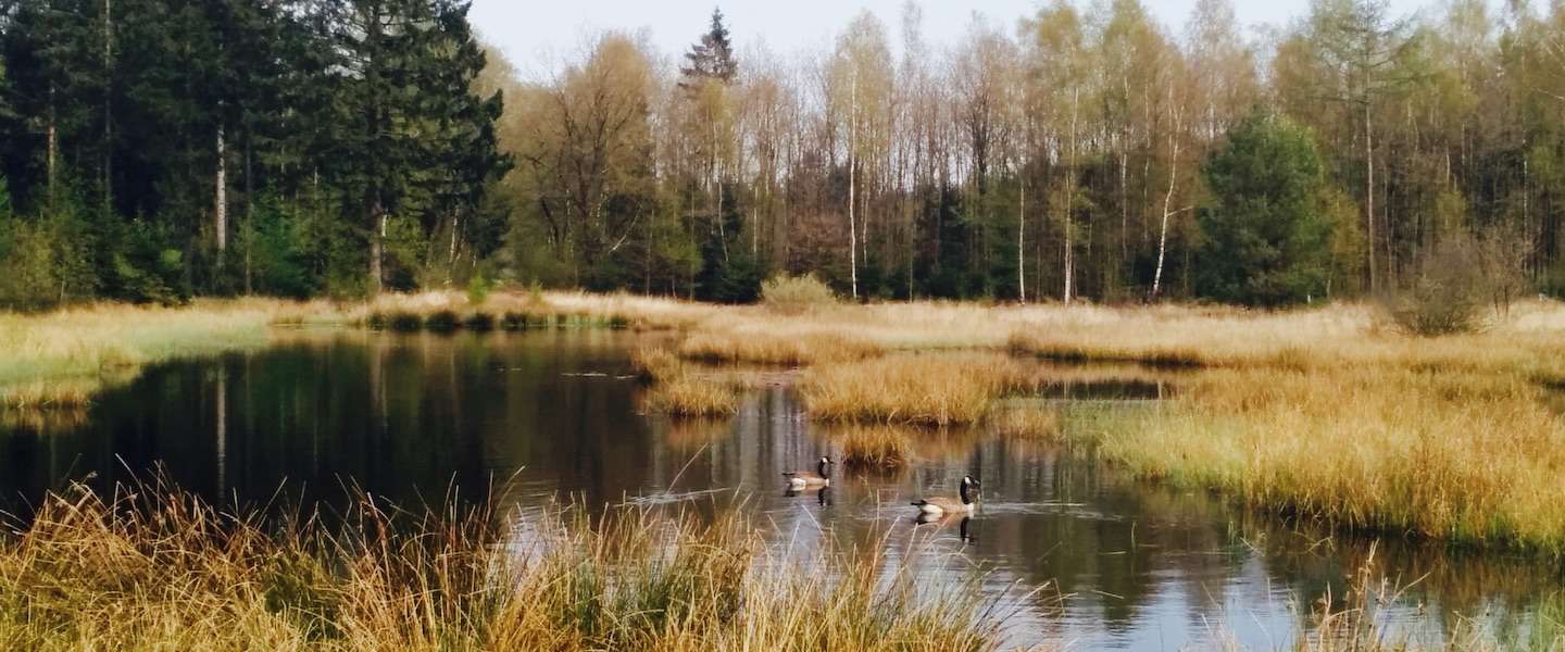 into-the-netherlands.jpg