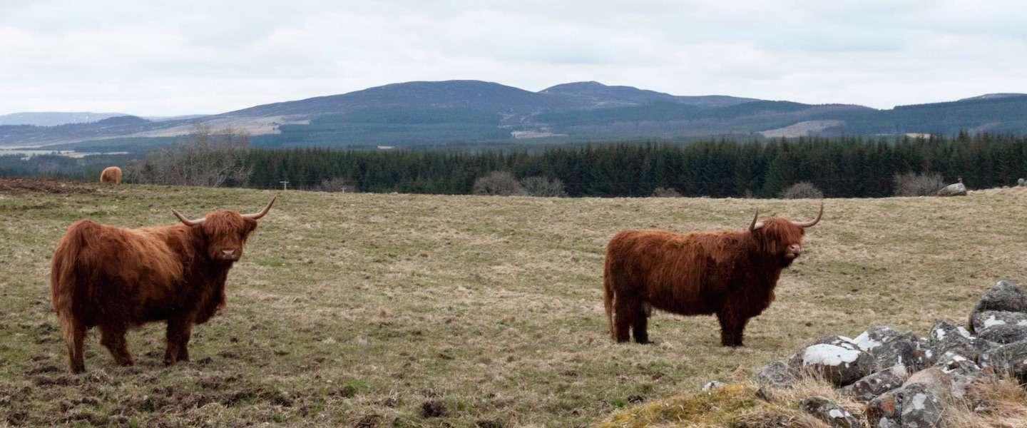 inverness-tips.jpg