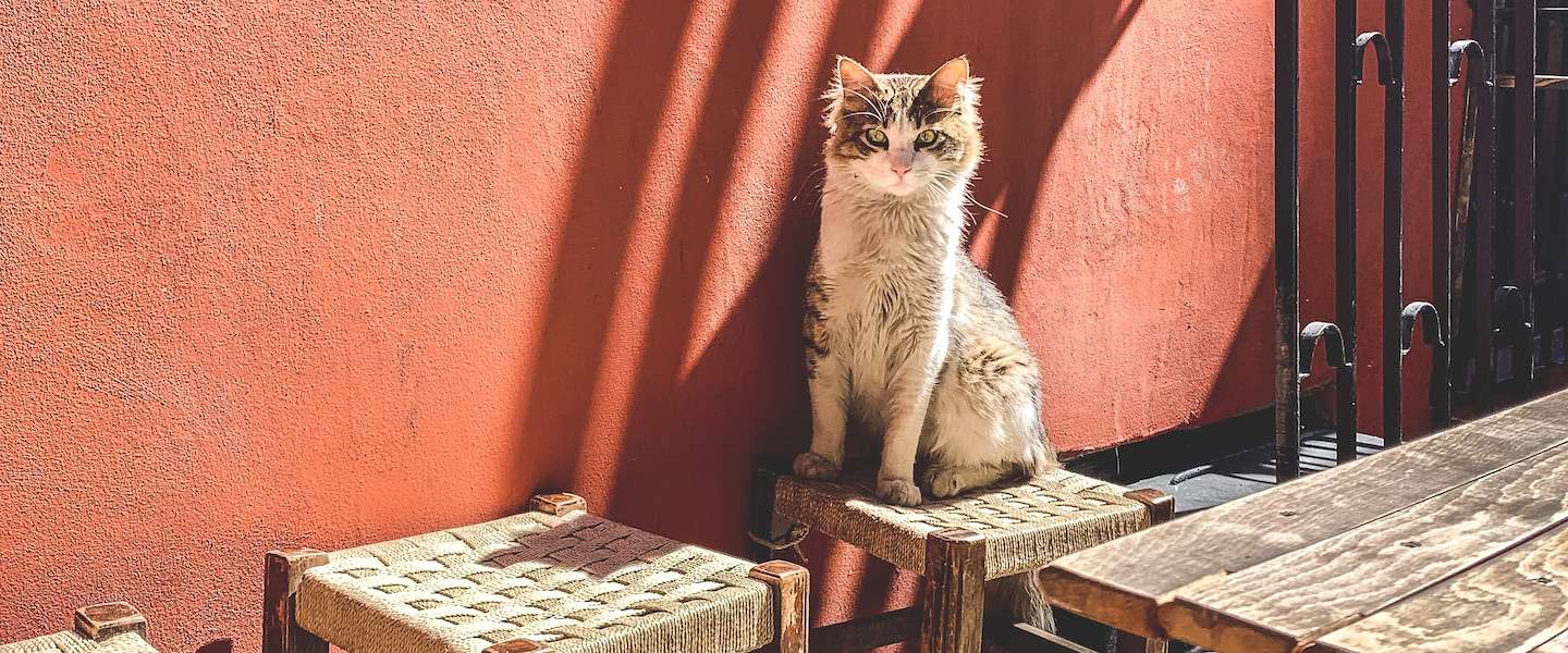 kattenknuffelaars-istanbul.jpg