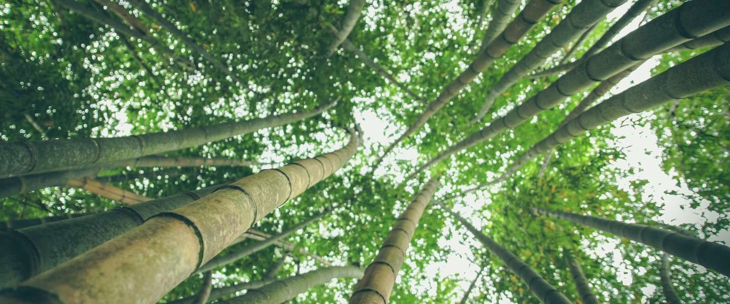 kleding-bamboo.jpg