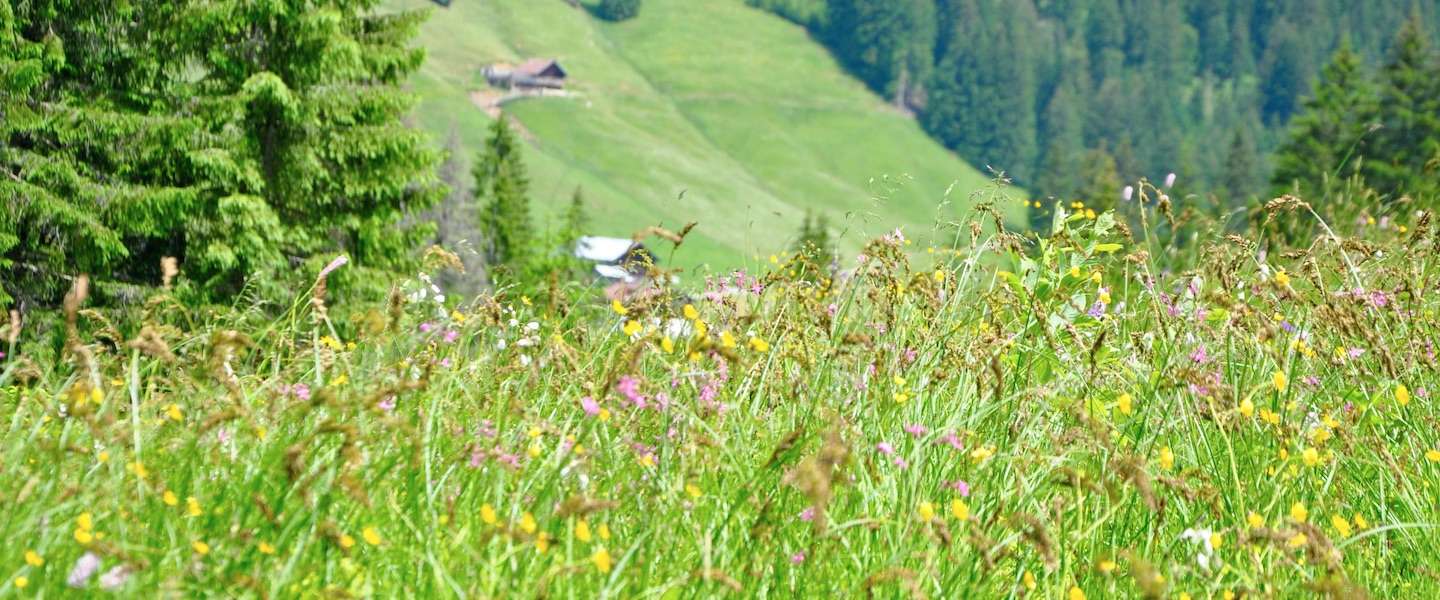 kleinwalsertal-energieboost.jpg