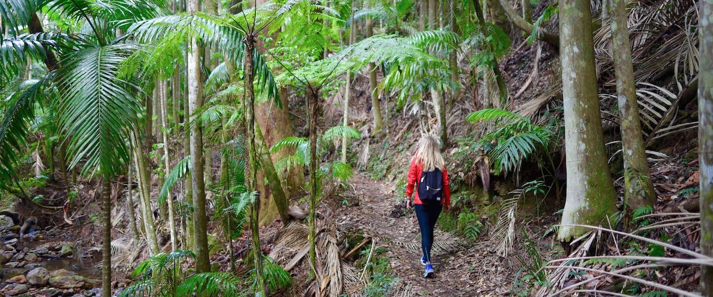 lamington-hiken-australie.jpg