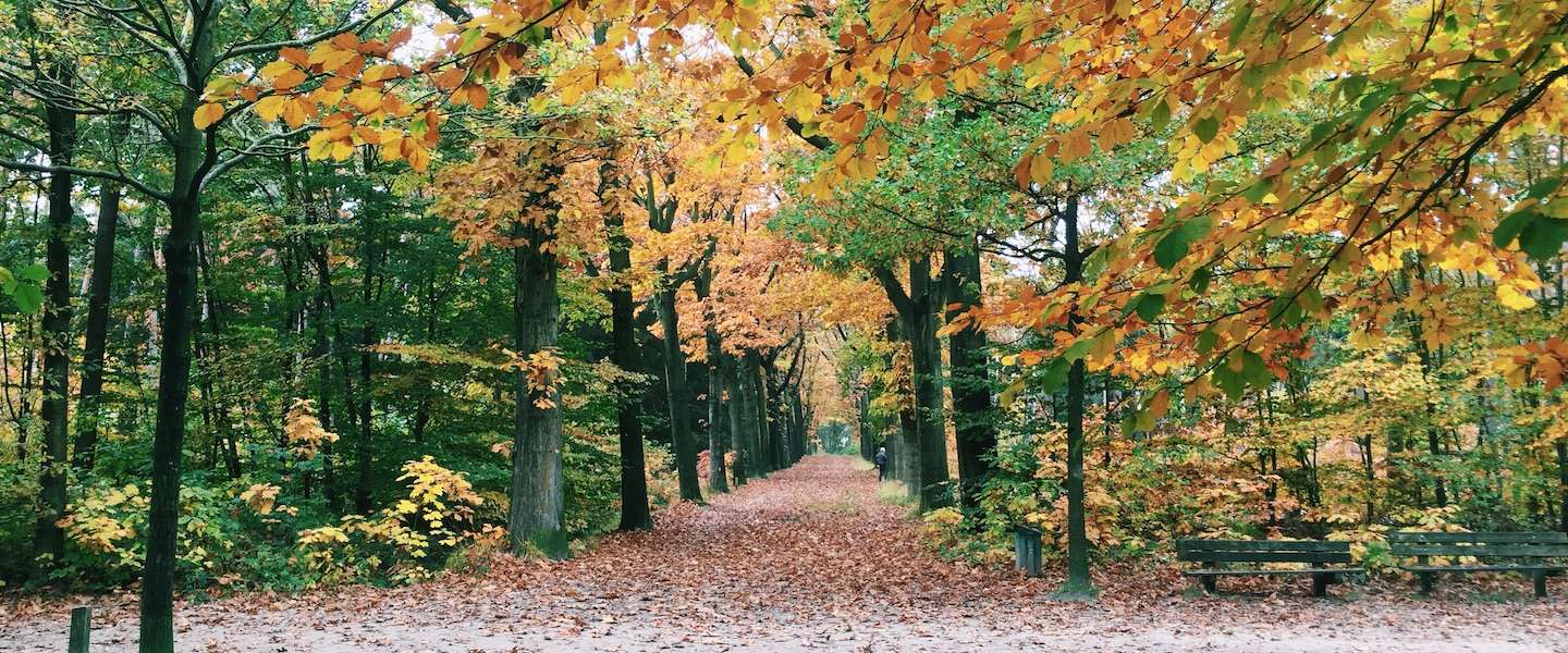 mooiste-herfstwandeling-nederland.jpg