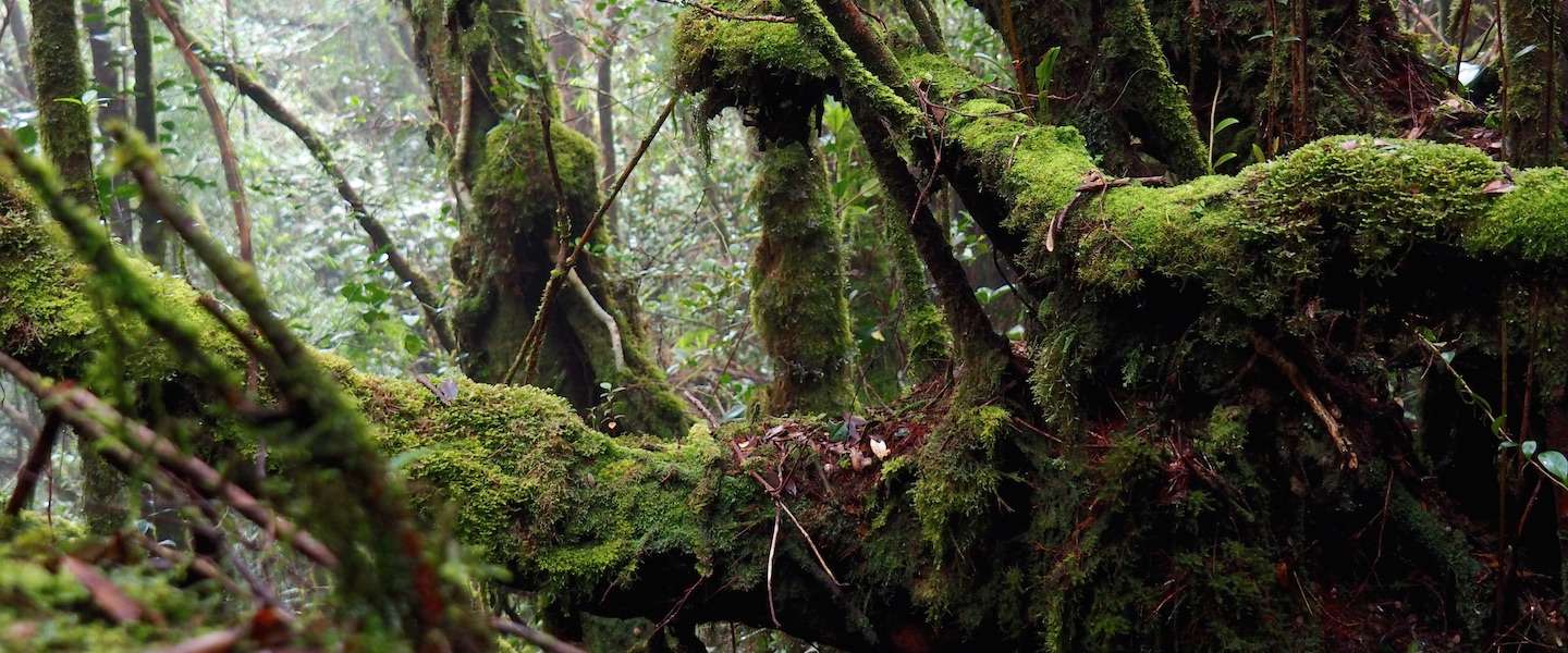 mossy-forest-maleisie.jpg