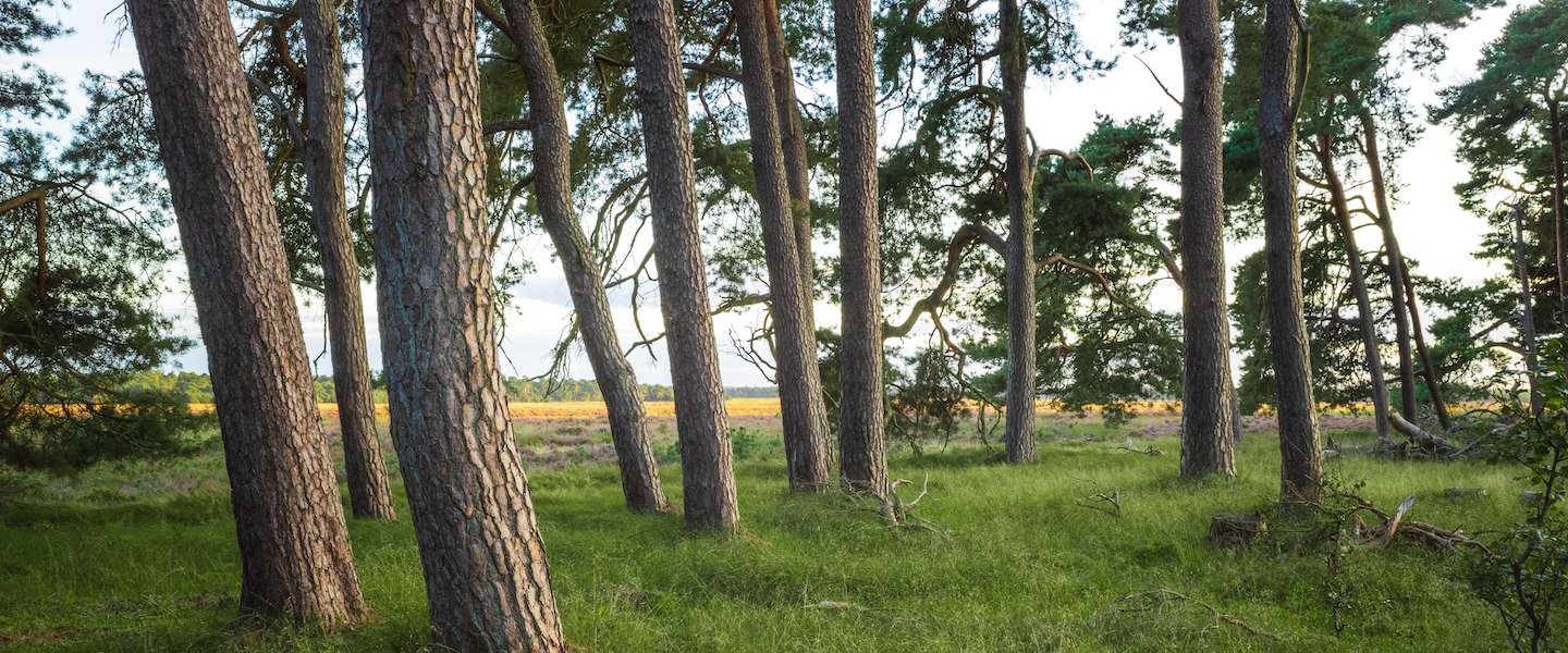 nederland-natuur-tips.jpg