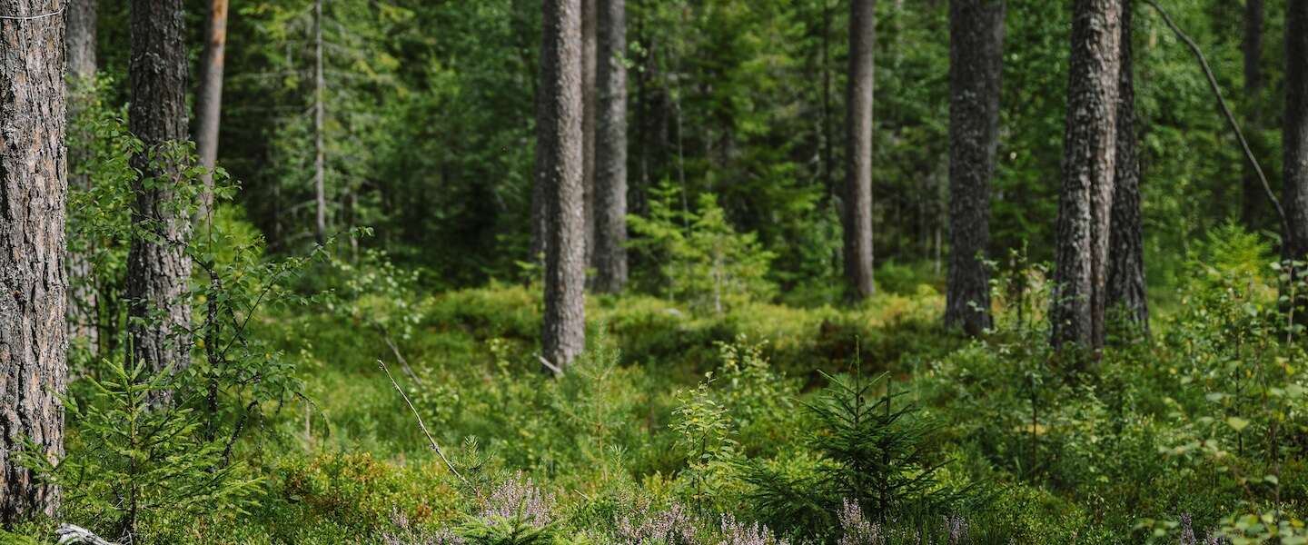 outdooractiviteiten-dalarna-zweden.jpg