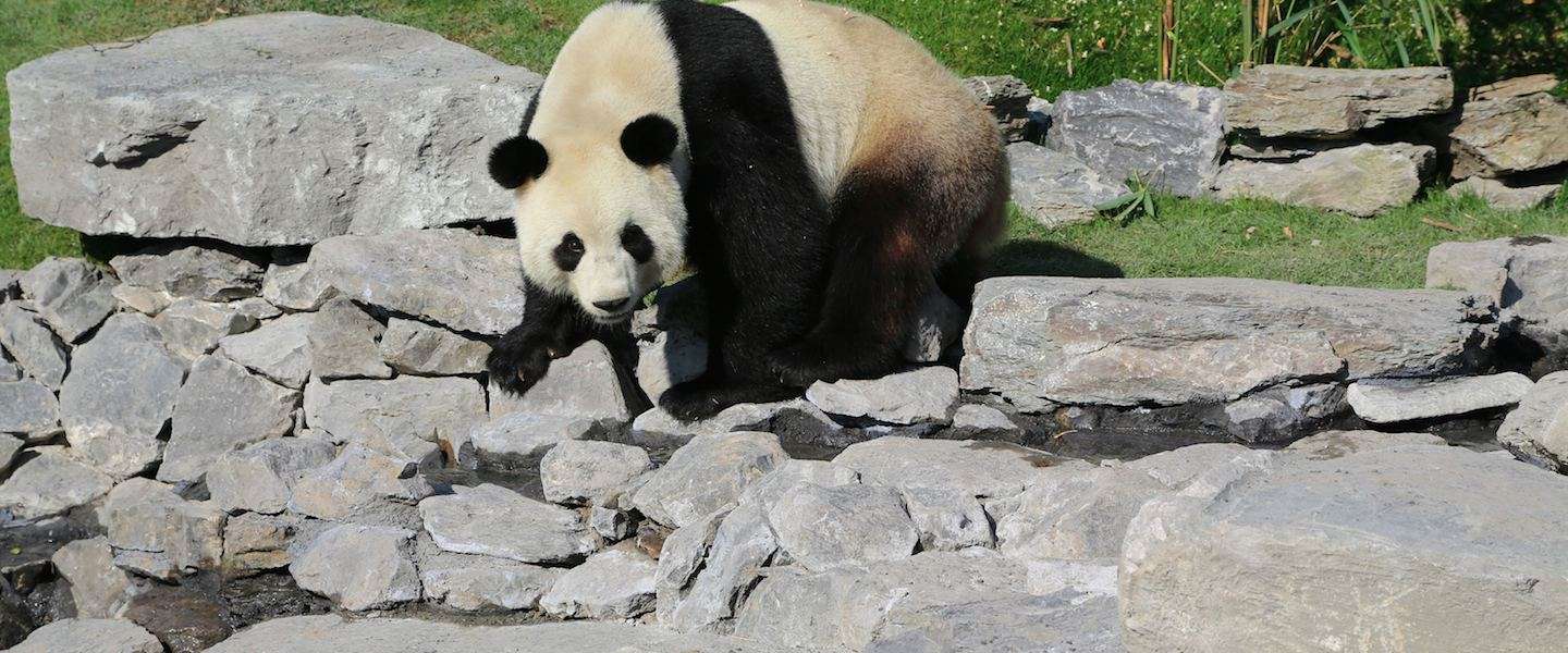 panda-s-dierentuin-belgie-1.jpg
