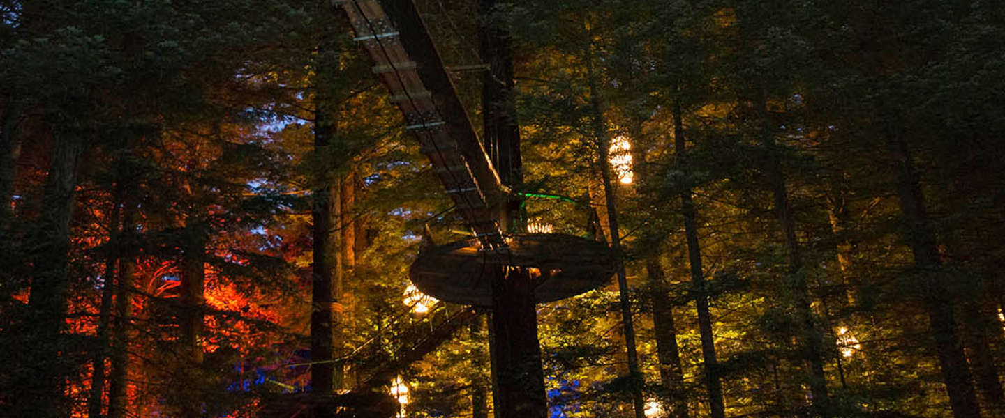 redwoods-nightlight-1.jpg