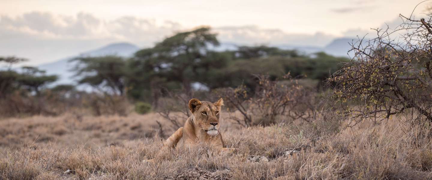 safari-zuid-afrika.jpg