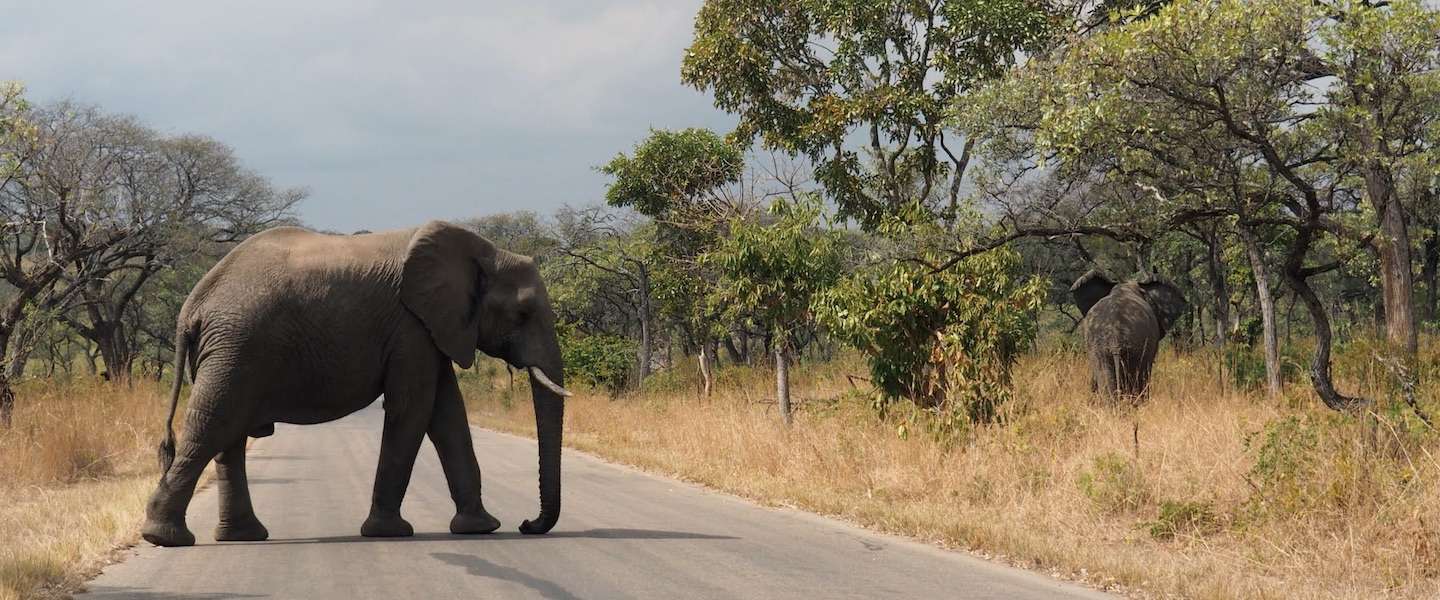 schoonheid-krugerpark-foto-s.jpg