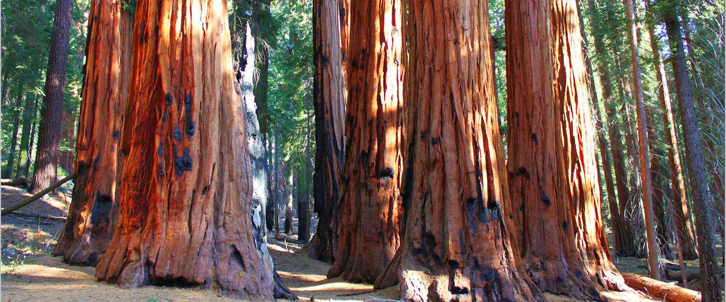 sequoia-national-park-grootste-boom.jpg
